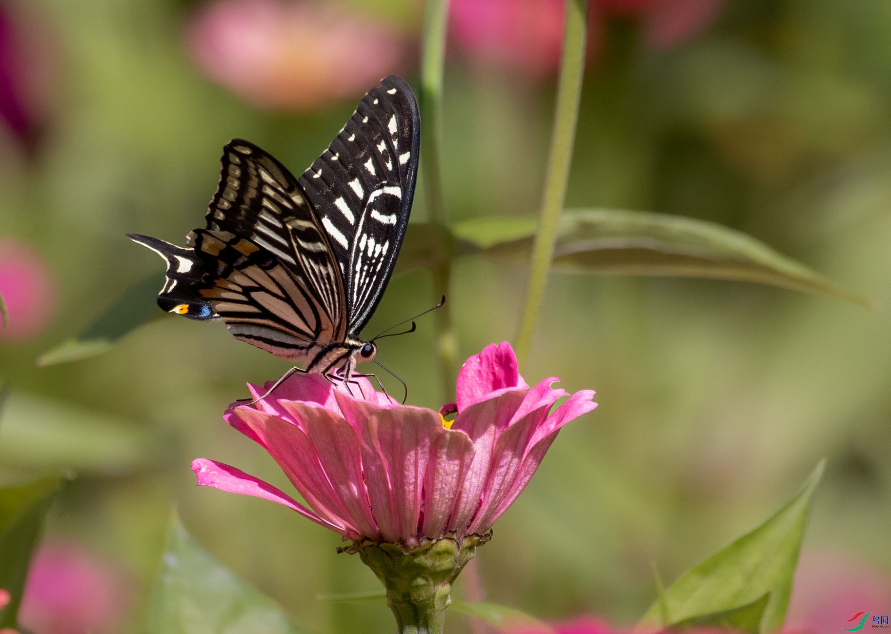DSC_3105.jpg
