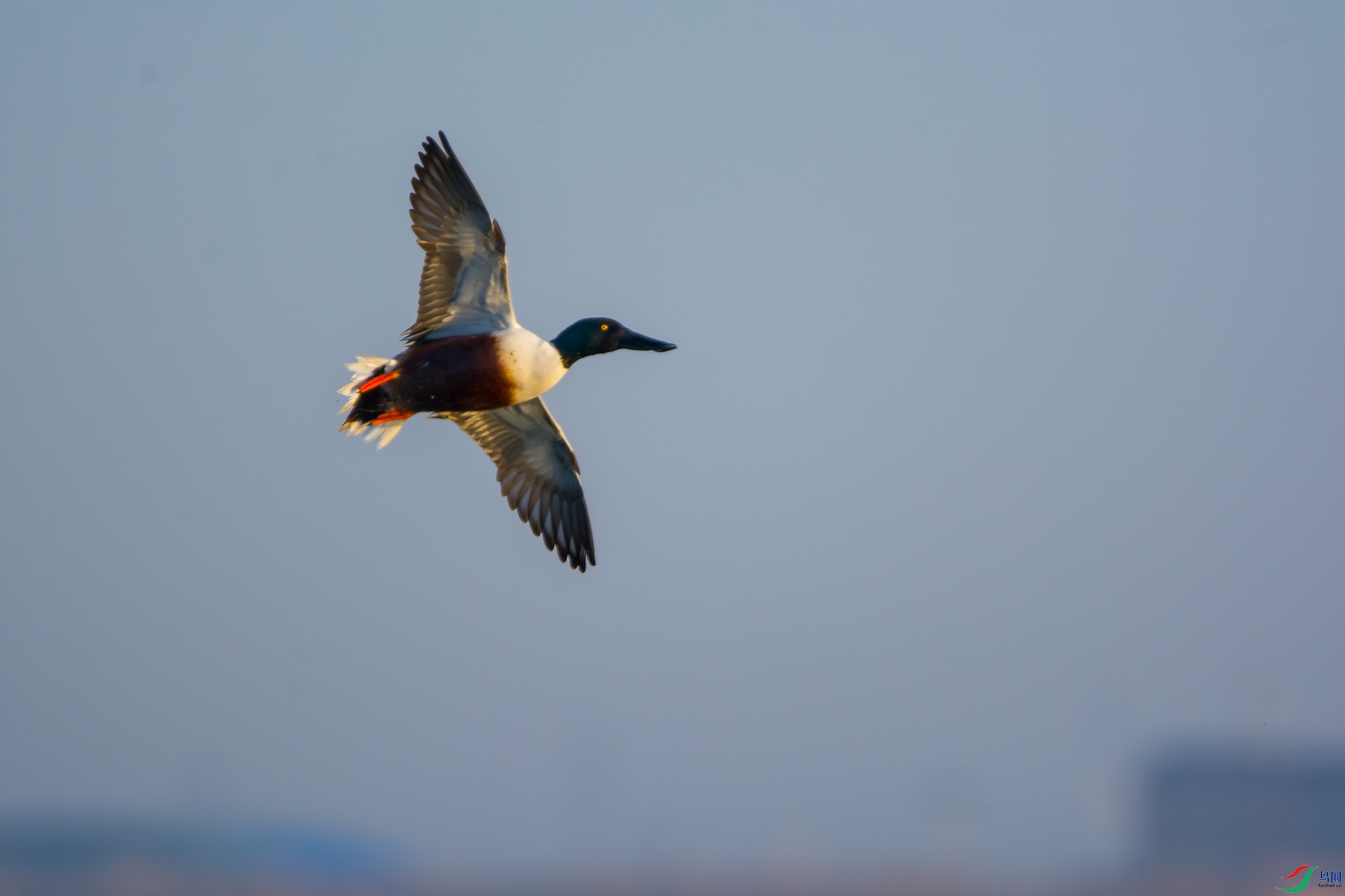 DSC_3778.jpg