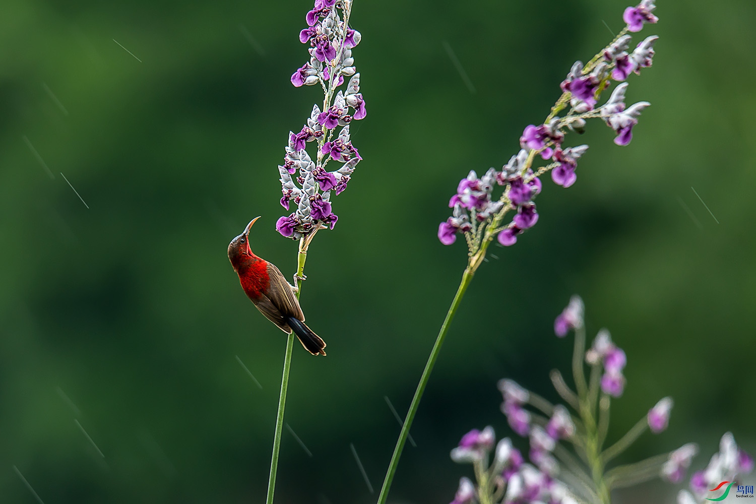 DSC_3767a.jpg