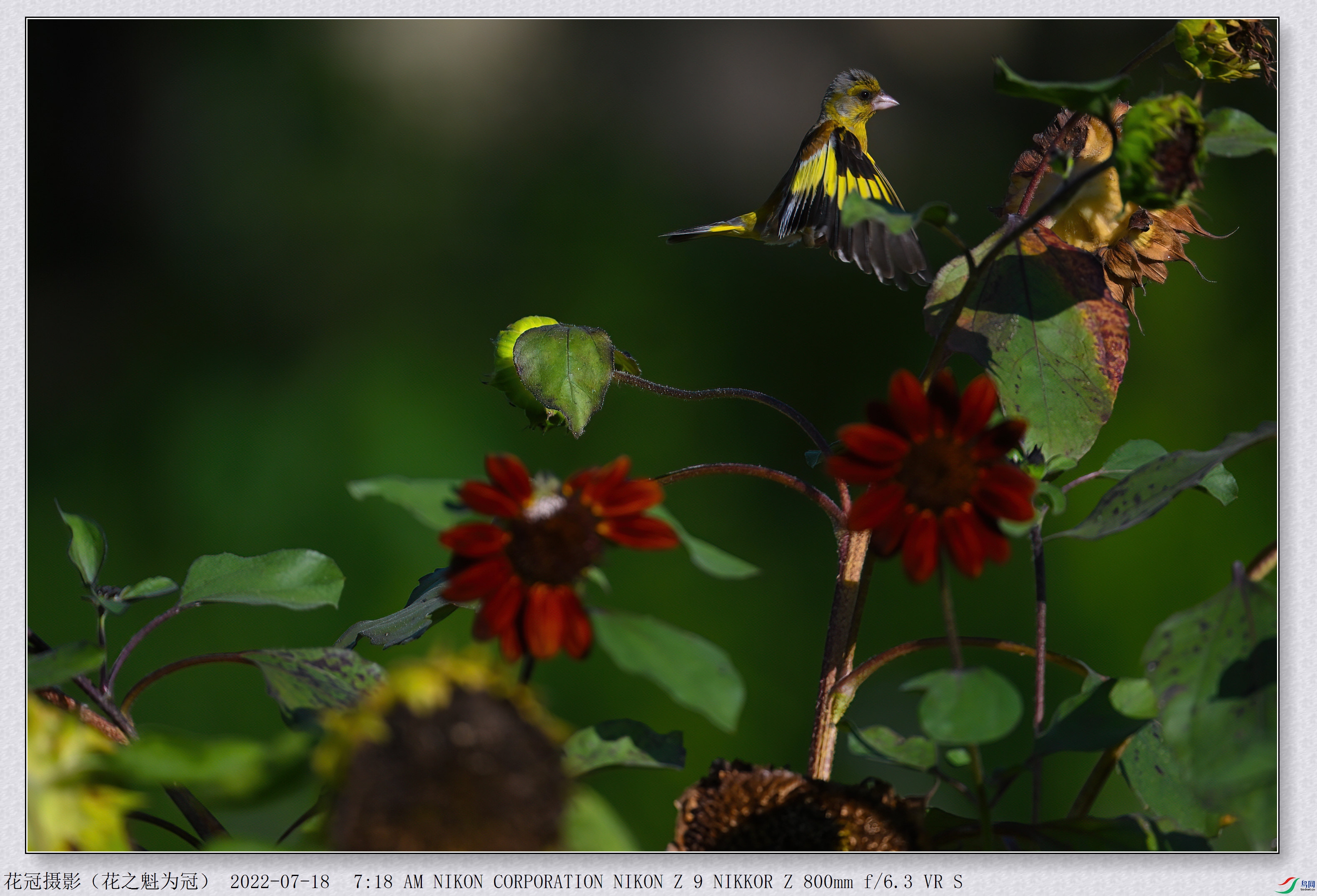 DSC_3629B-1-DeNoiseAI-low-light_����.jpg