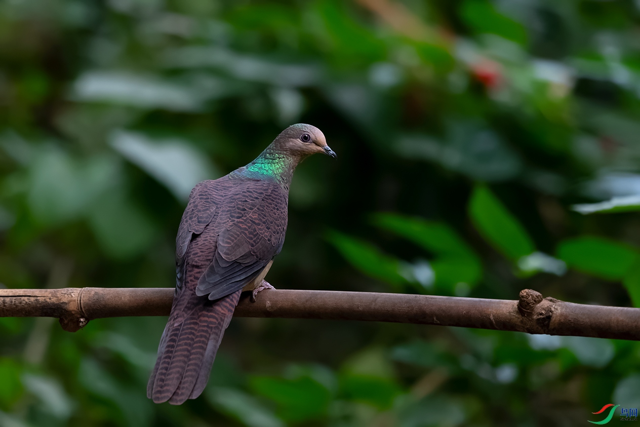 DSC_7768_DxOa.jpg