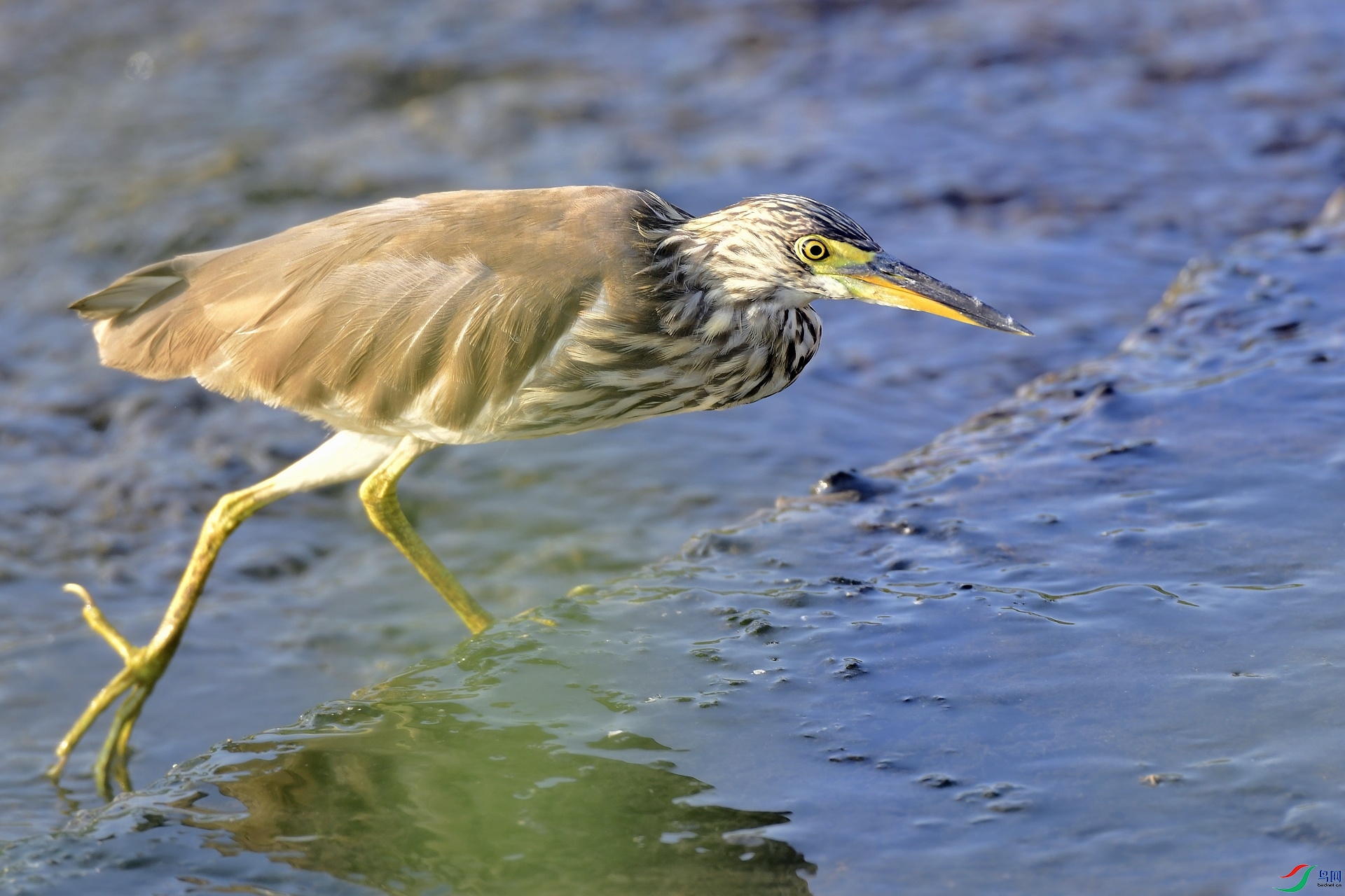 _D5D0253.jpg