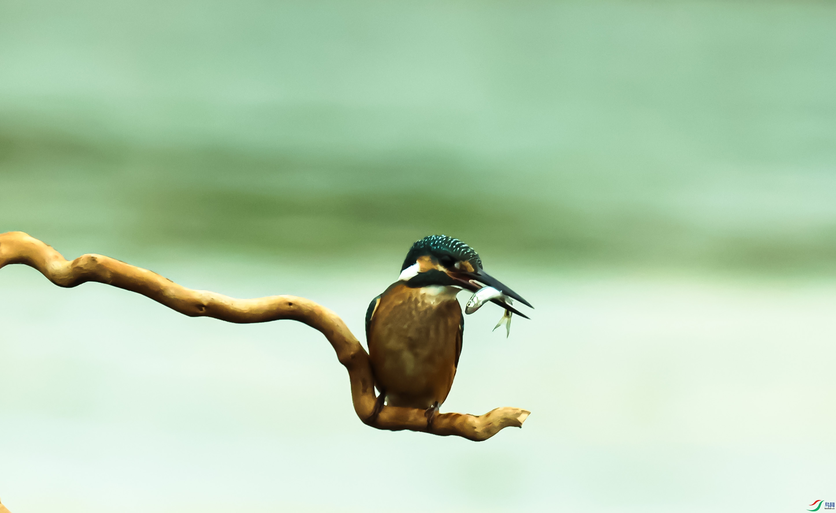 С������Ǹ�