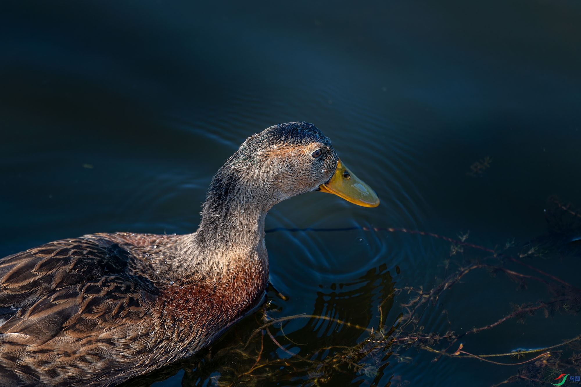 _ZFW7180_DxO.jpg