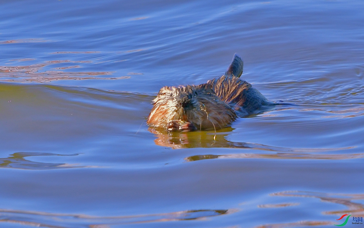 DSC_7819.JPG