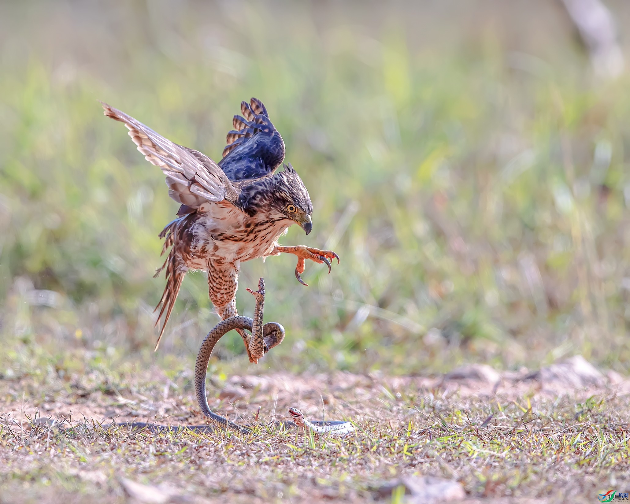 ��ͷӥ���� (2).jpg