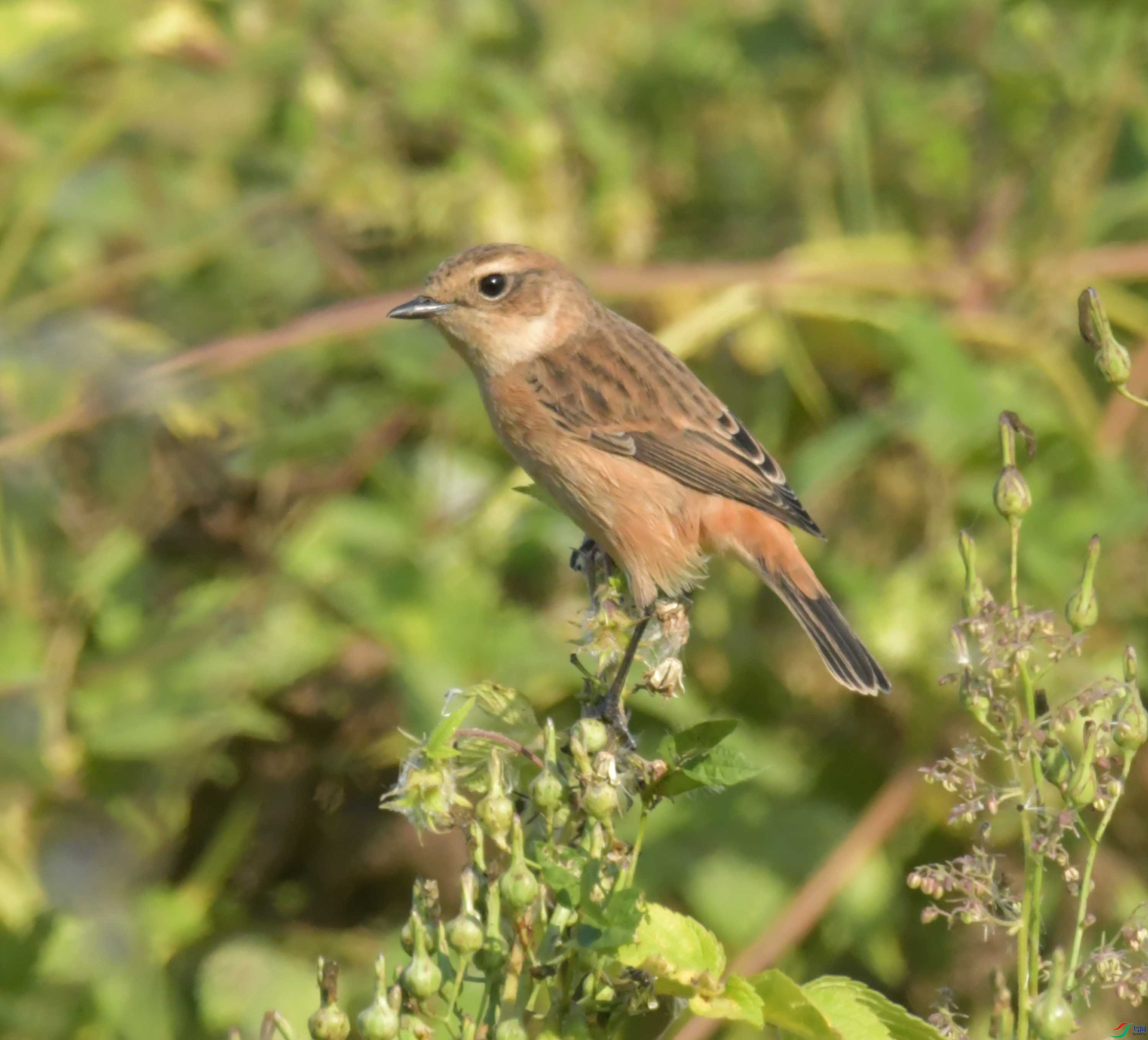 DSC_9456.JPG