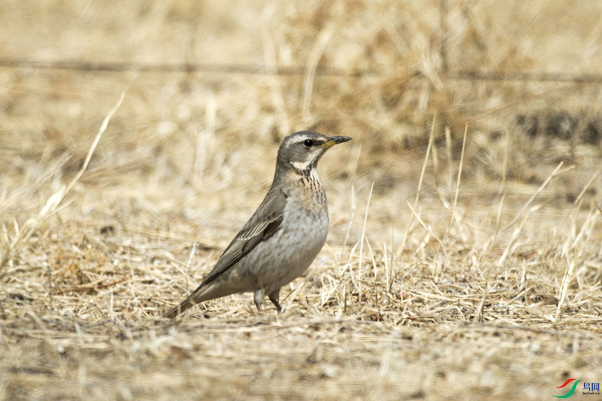 DSC_0935.jpg