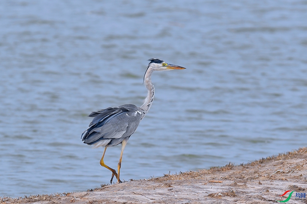 DSC_5700_DxOa.jpg