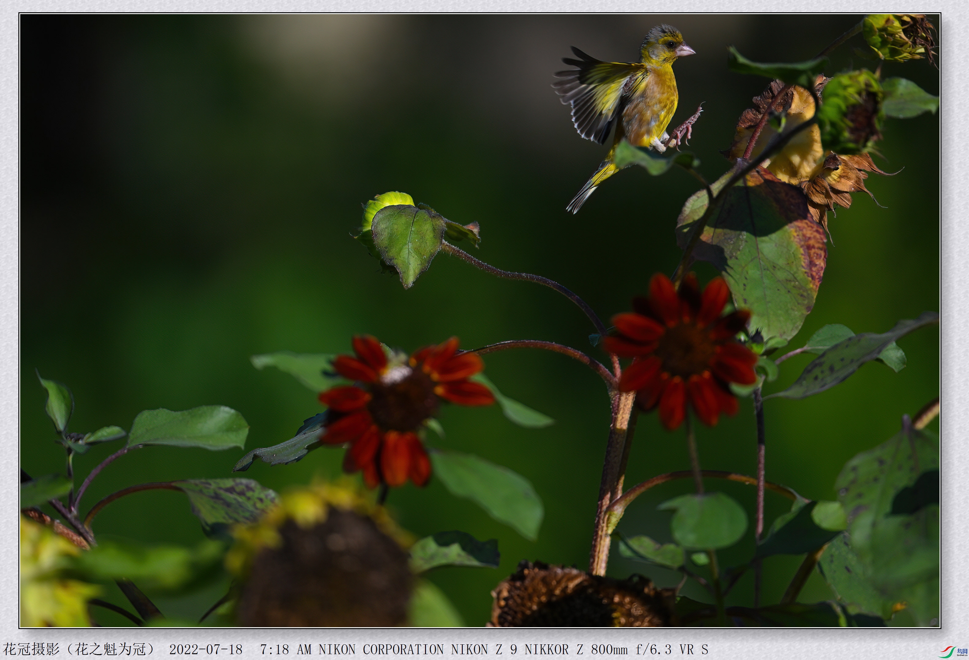 DSC_3630B-1-DeNoiseAI-low-light_����.jpg