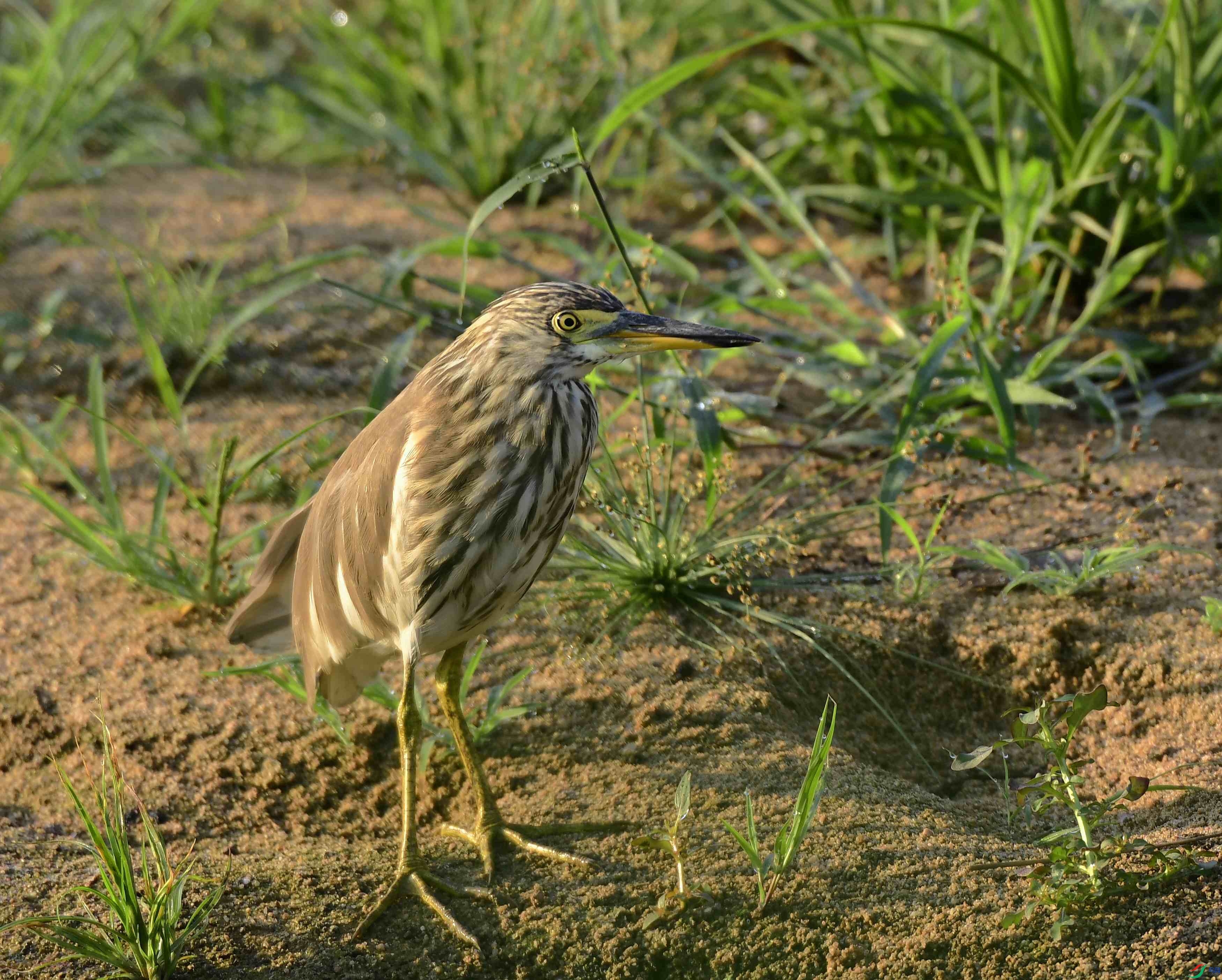 _D5D9559.jpg