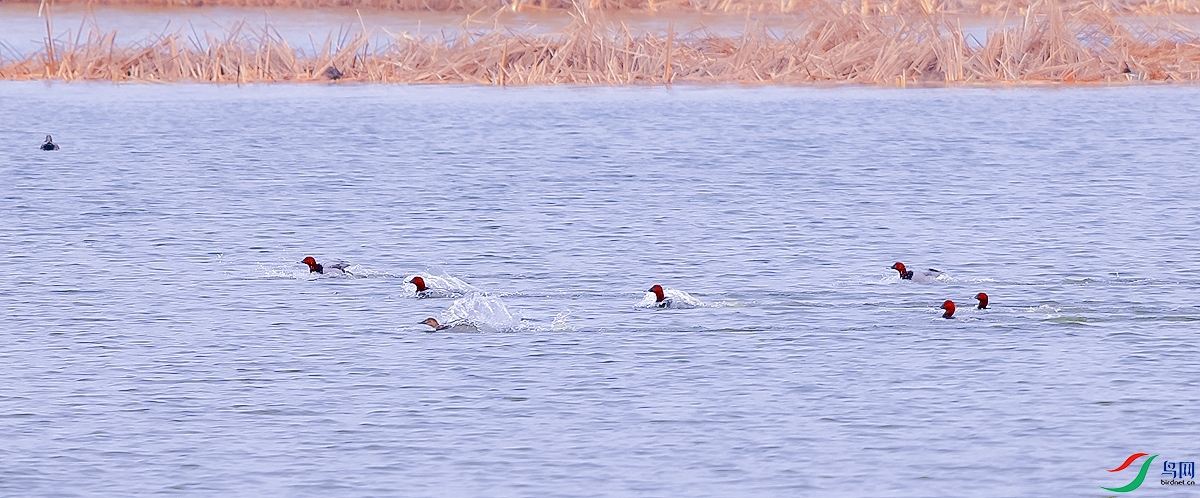 DSC_6226.JPG