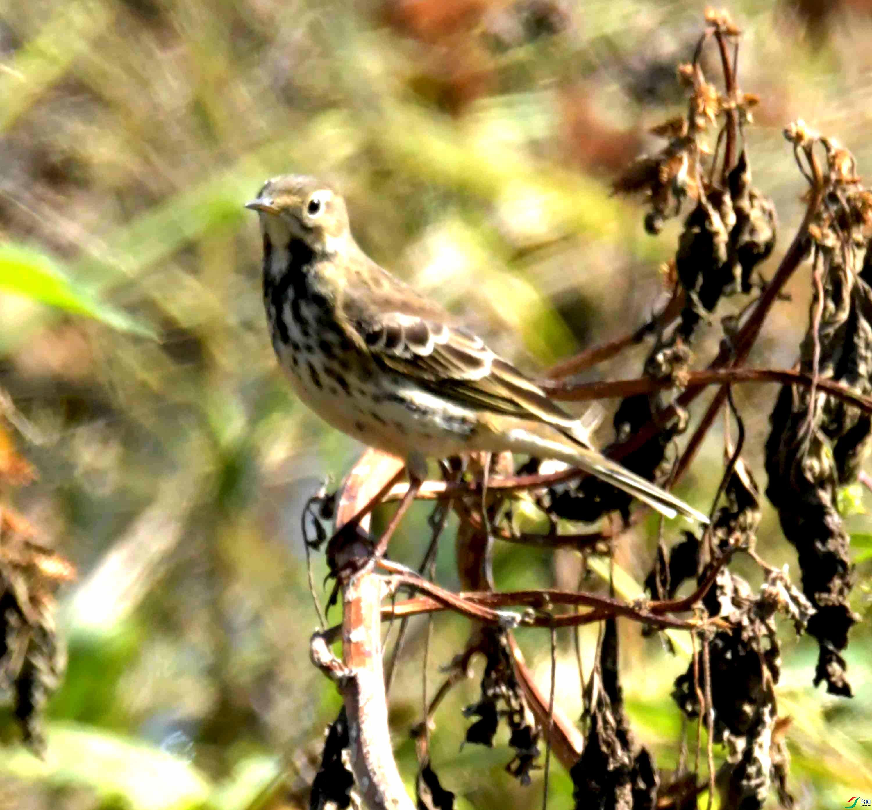 DSC_0001.JPG