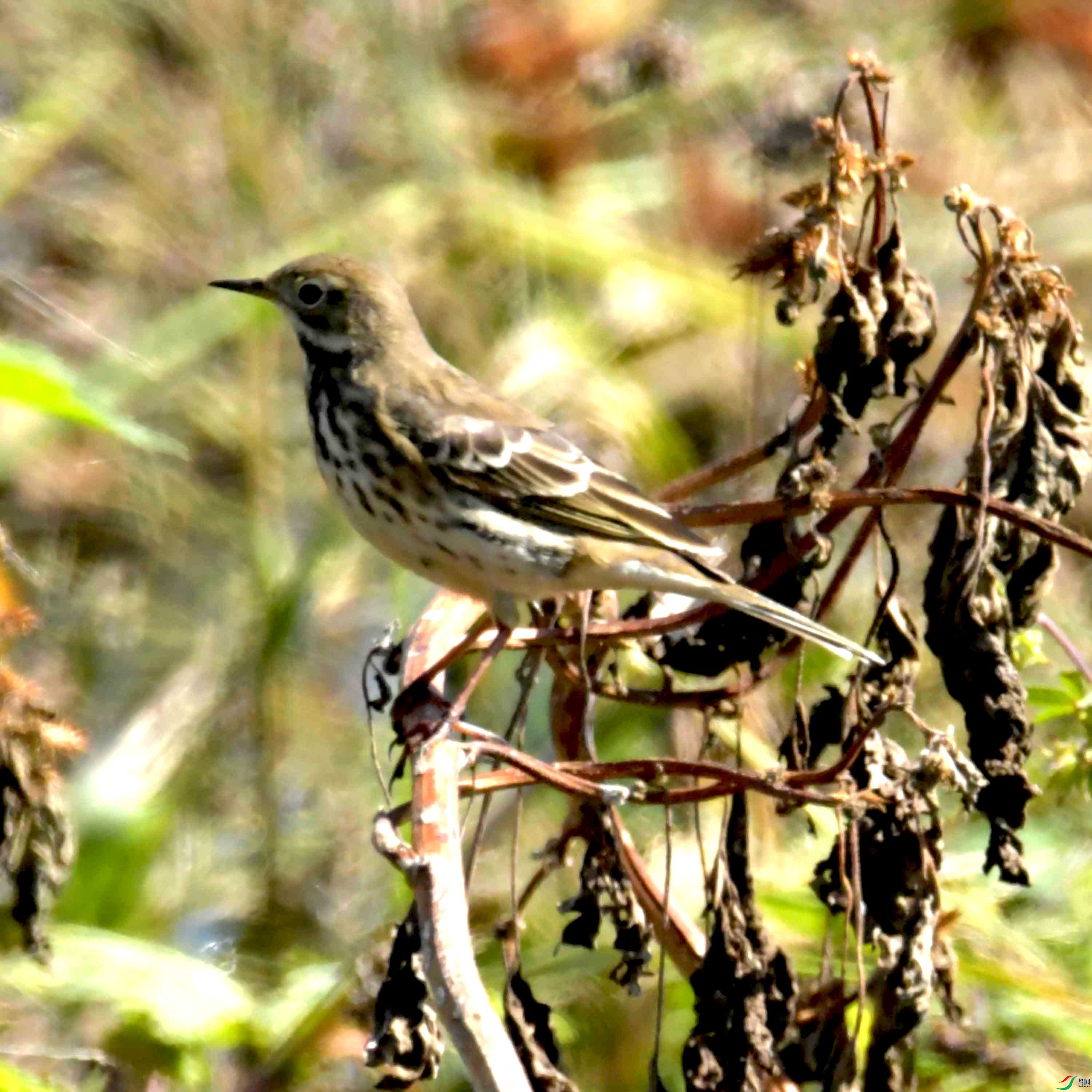 DSC_9994.JPG