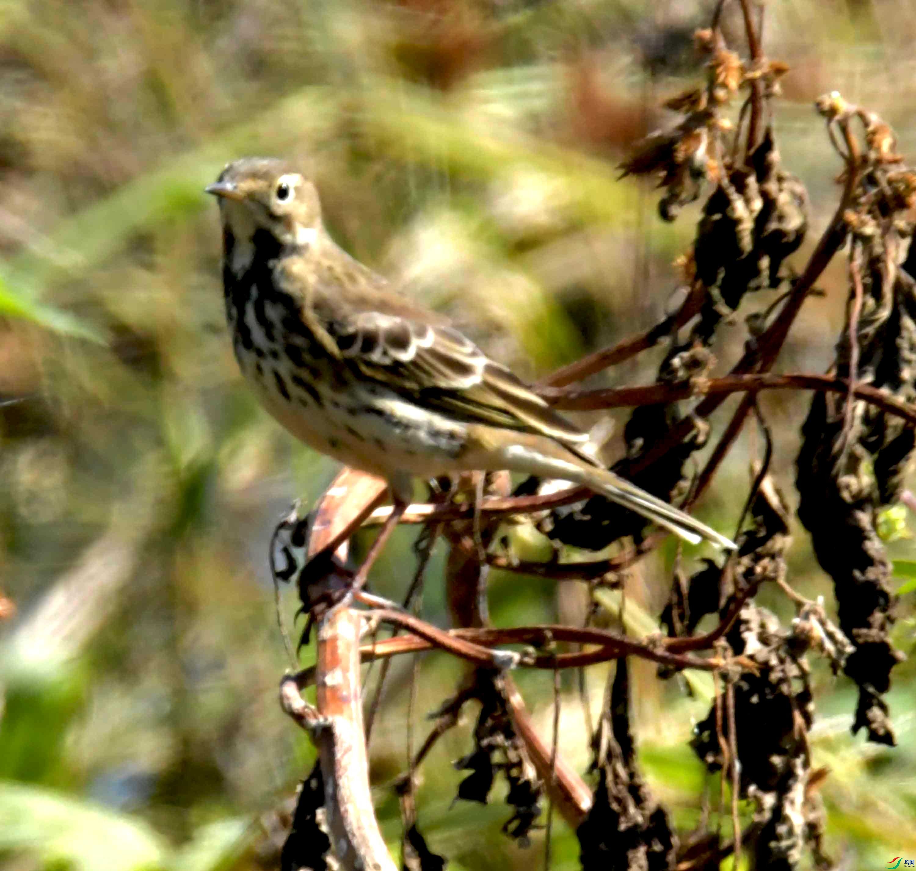 DSC_9998.JPG