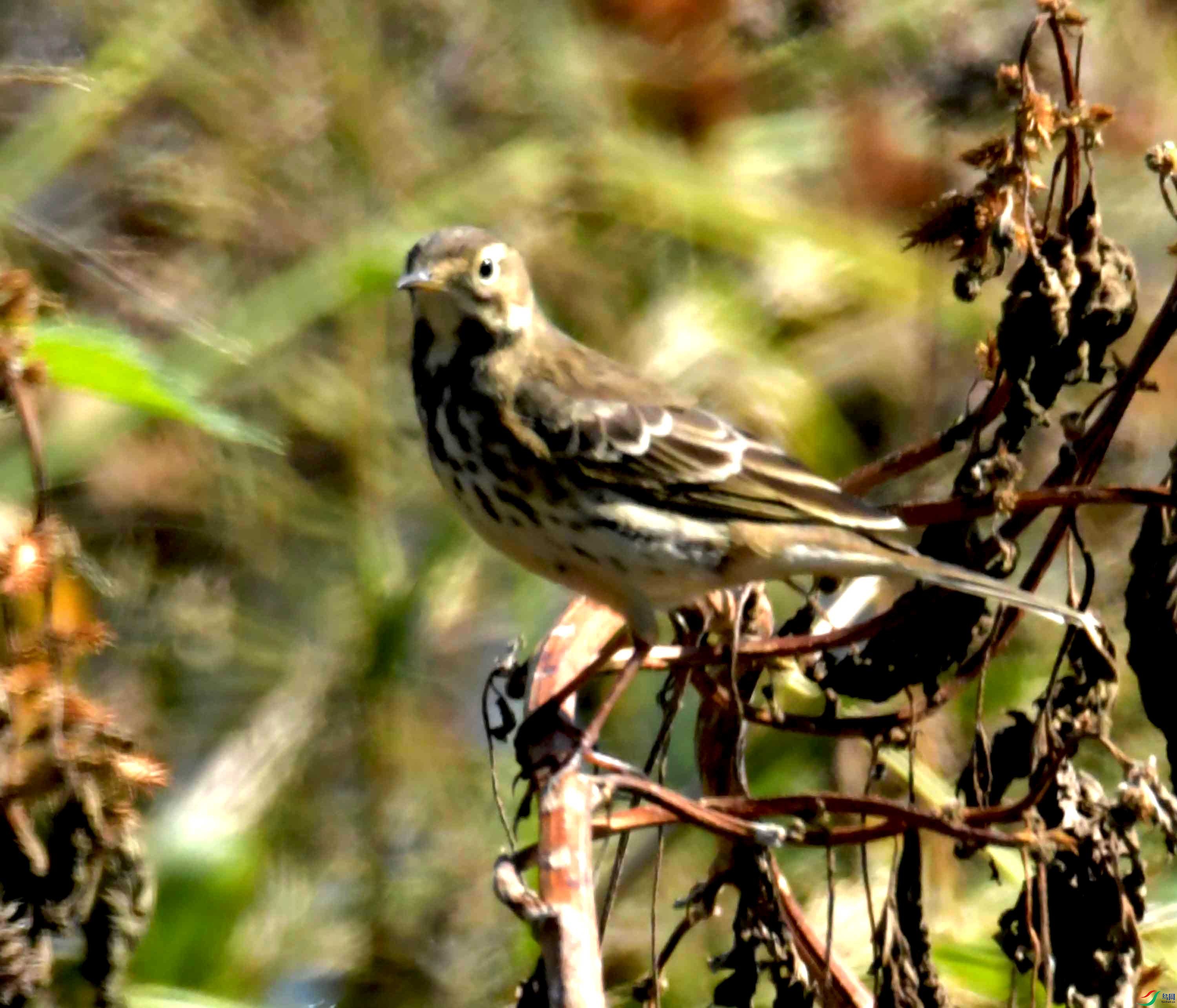 DSC_9996.JPG
