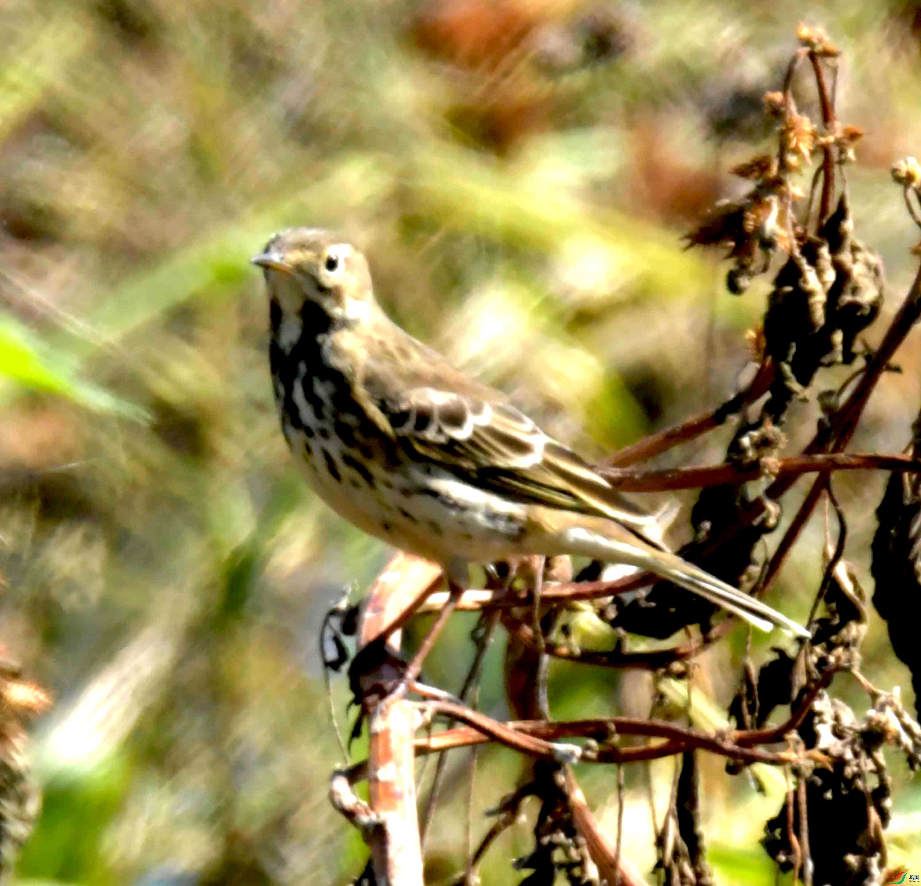 DSC_9997.JPG