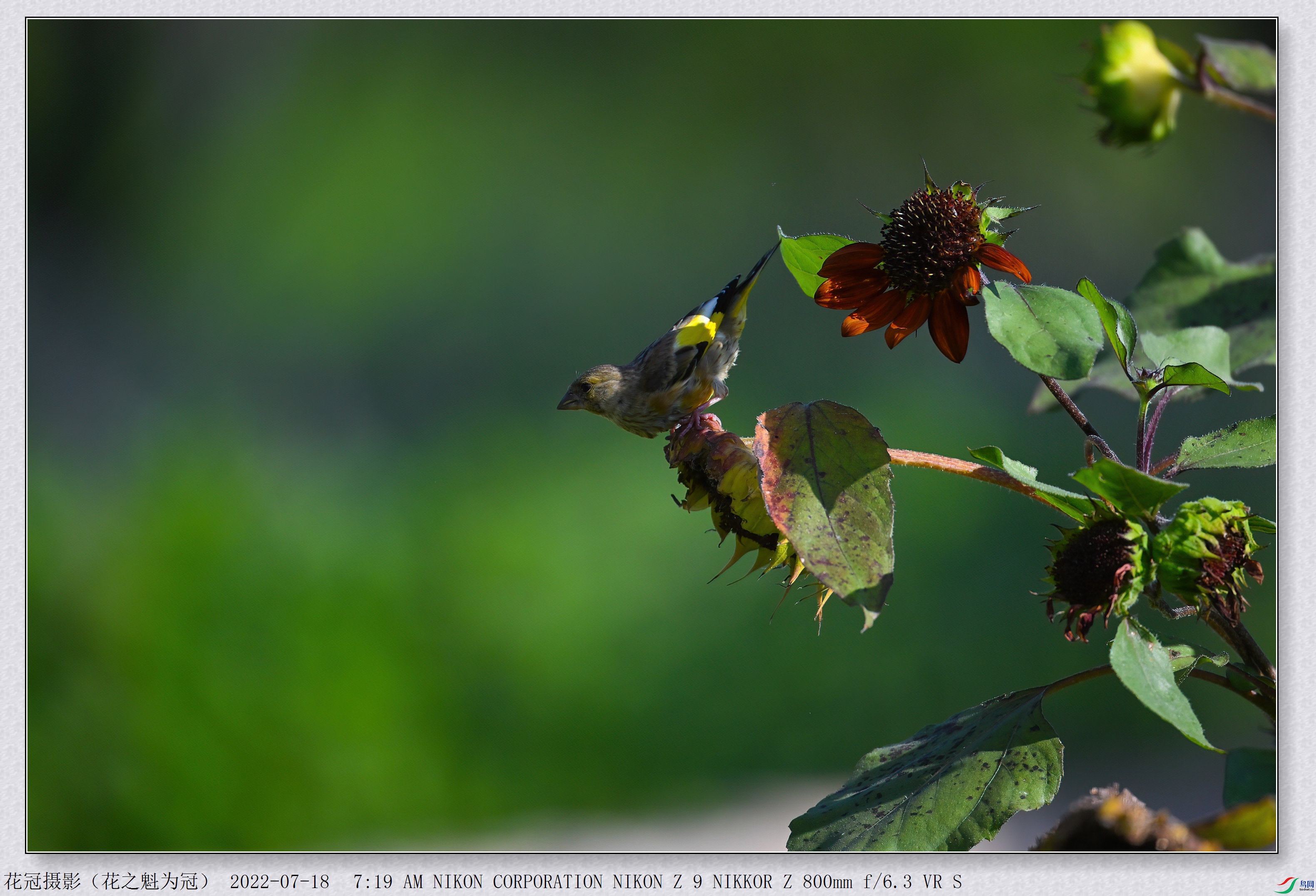 DSC_3949B-1-DeNoiseAI-low-light_����.jpg