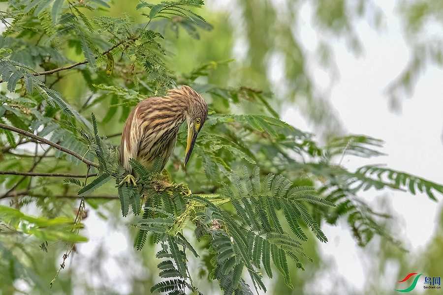 DSC_3058_DxOa.jpg