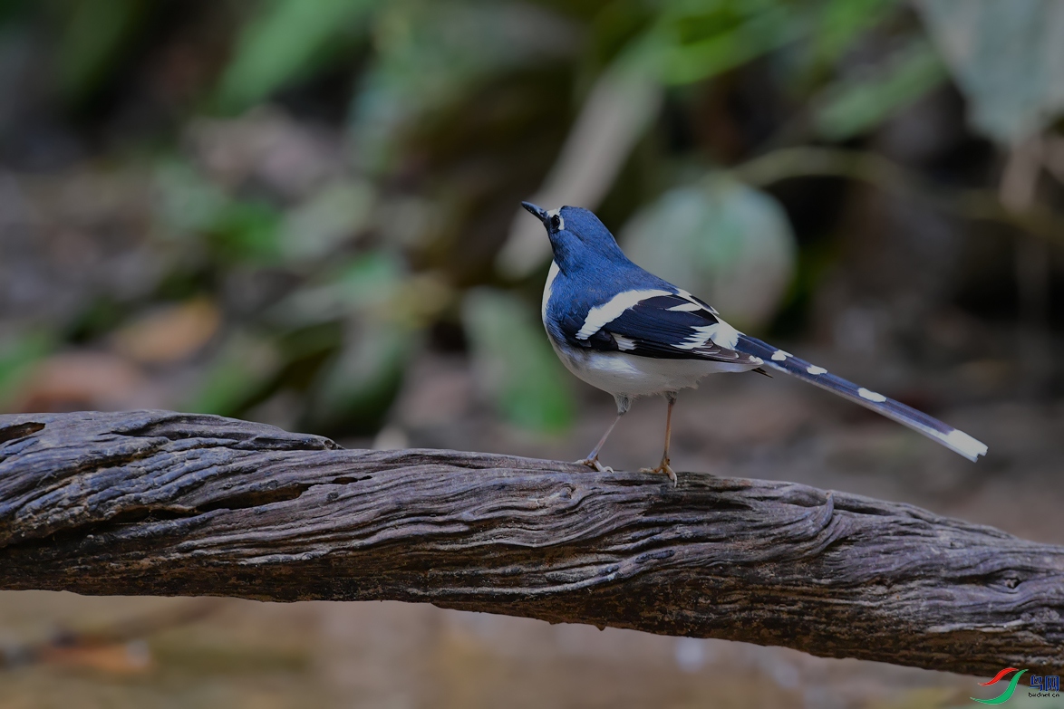 DSC_5161_DxOa.jpg