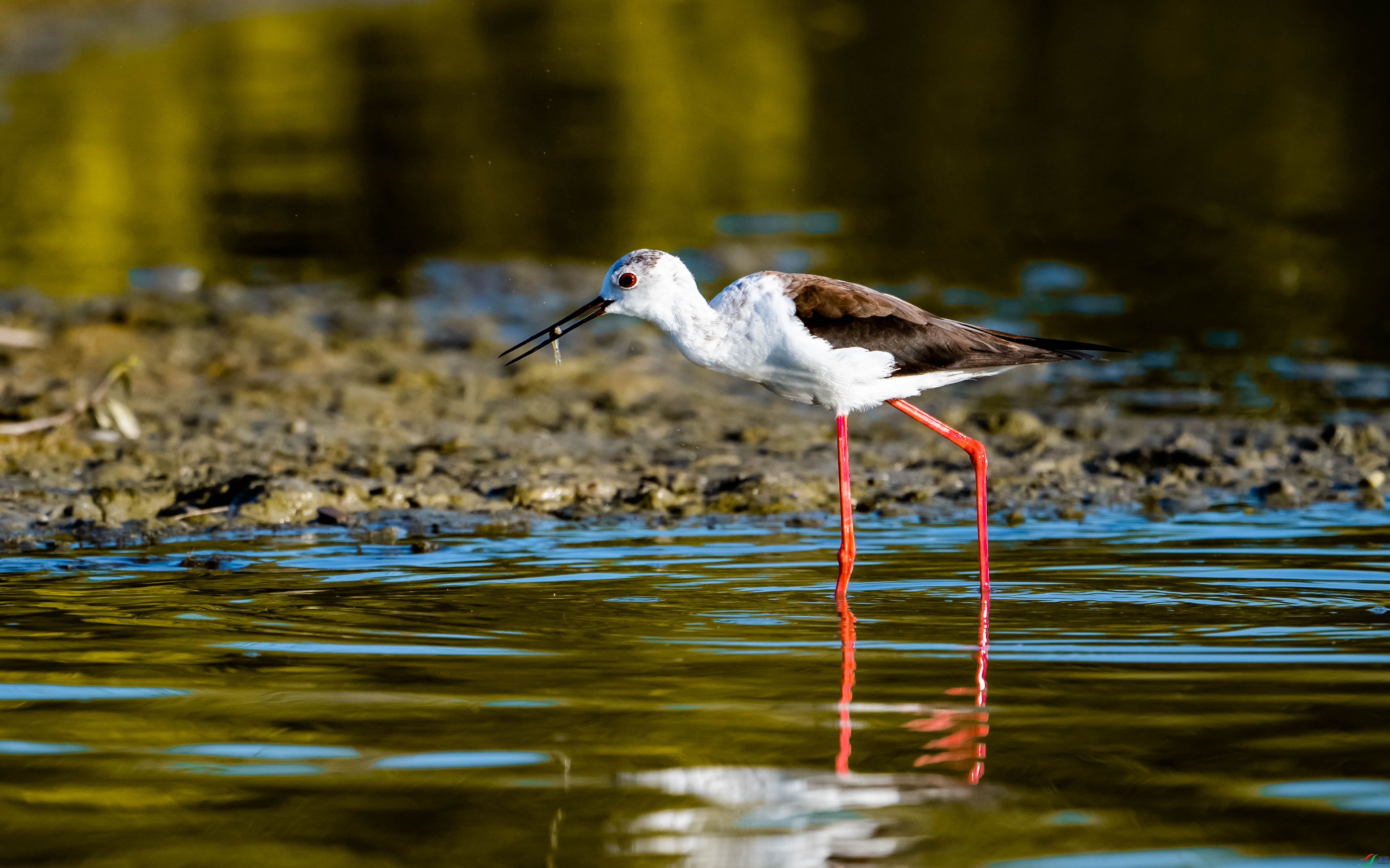 �ڳ᳤����