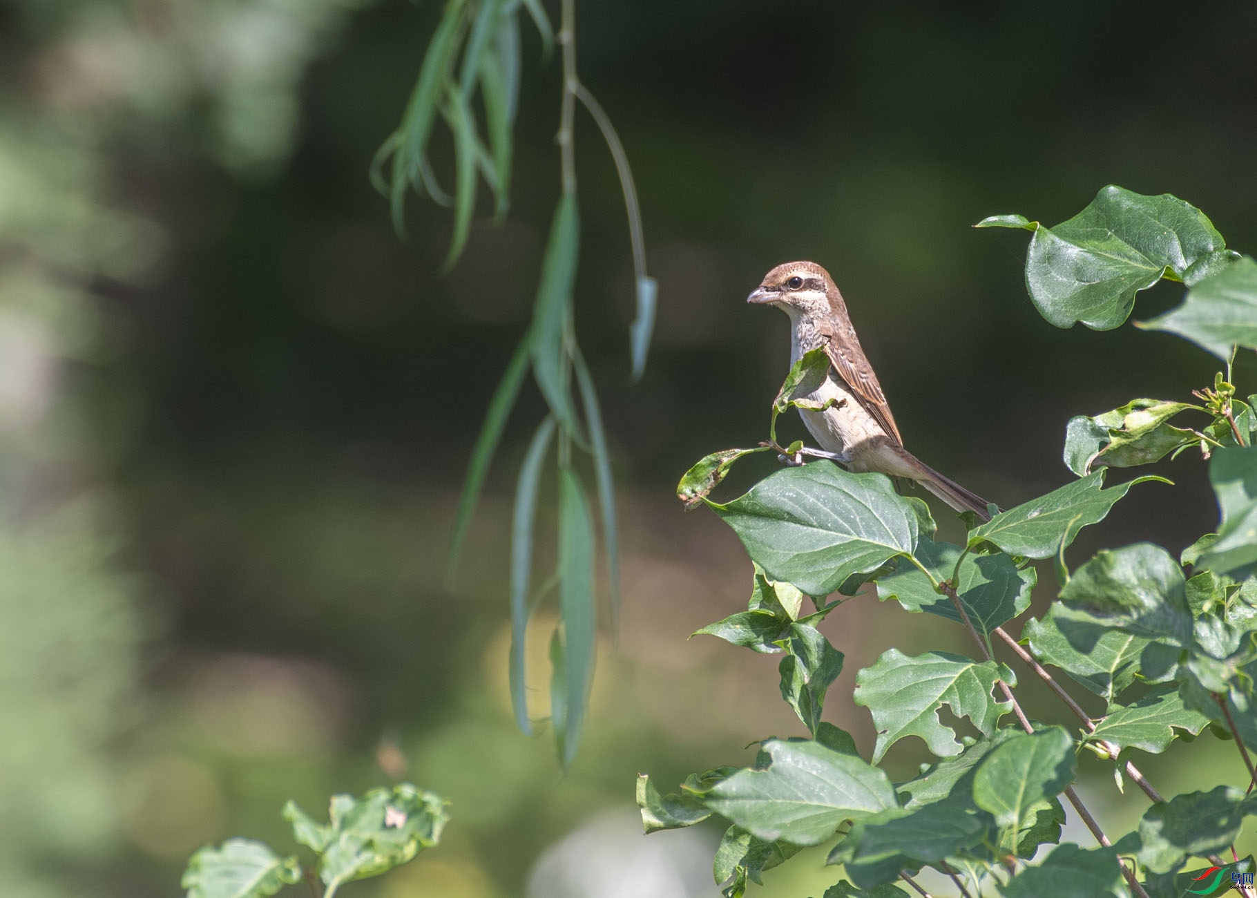 DSC_2877.jpg