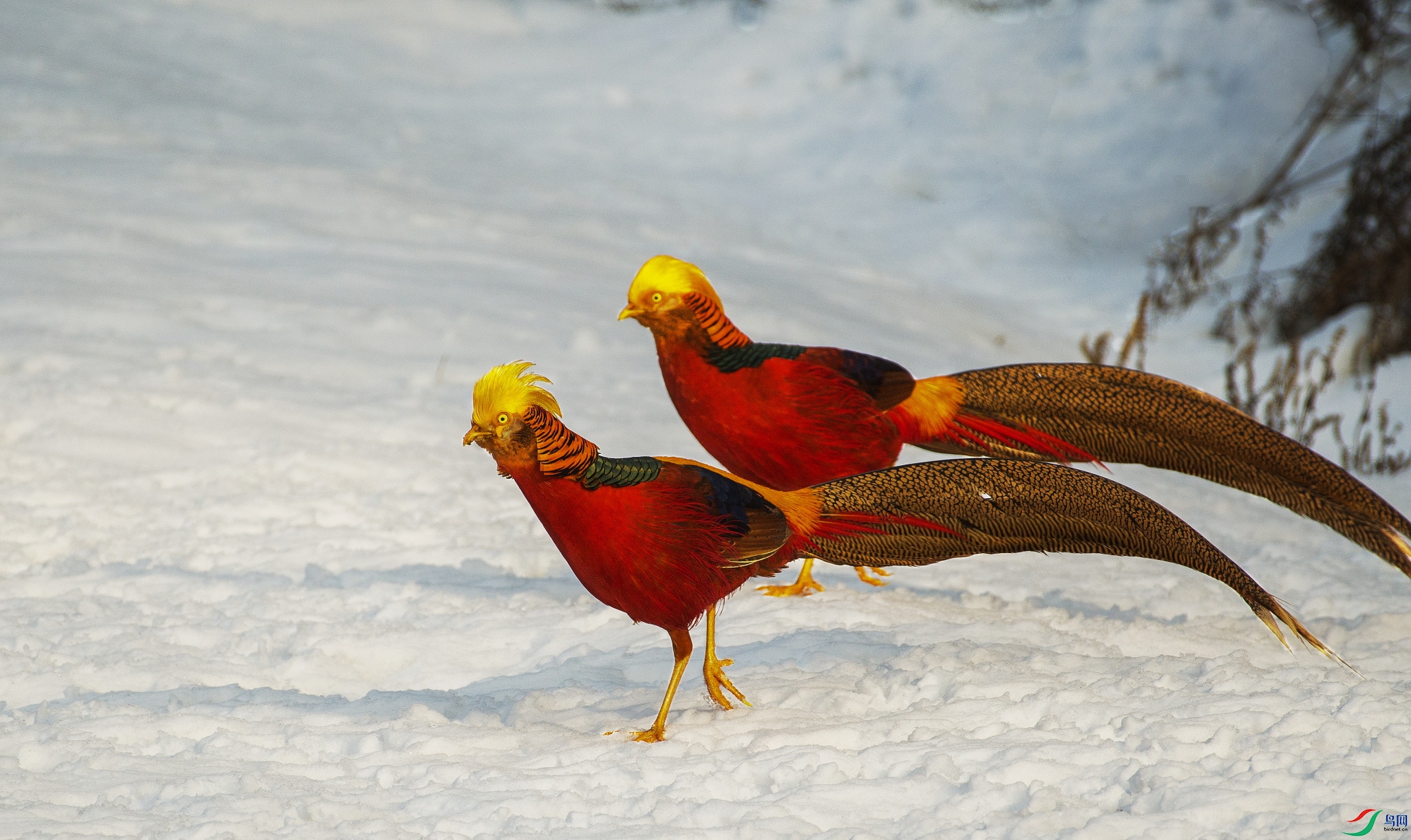 DSC_1643.JPG