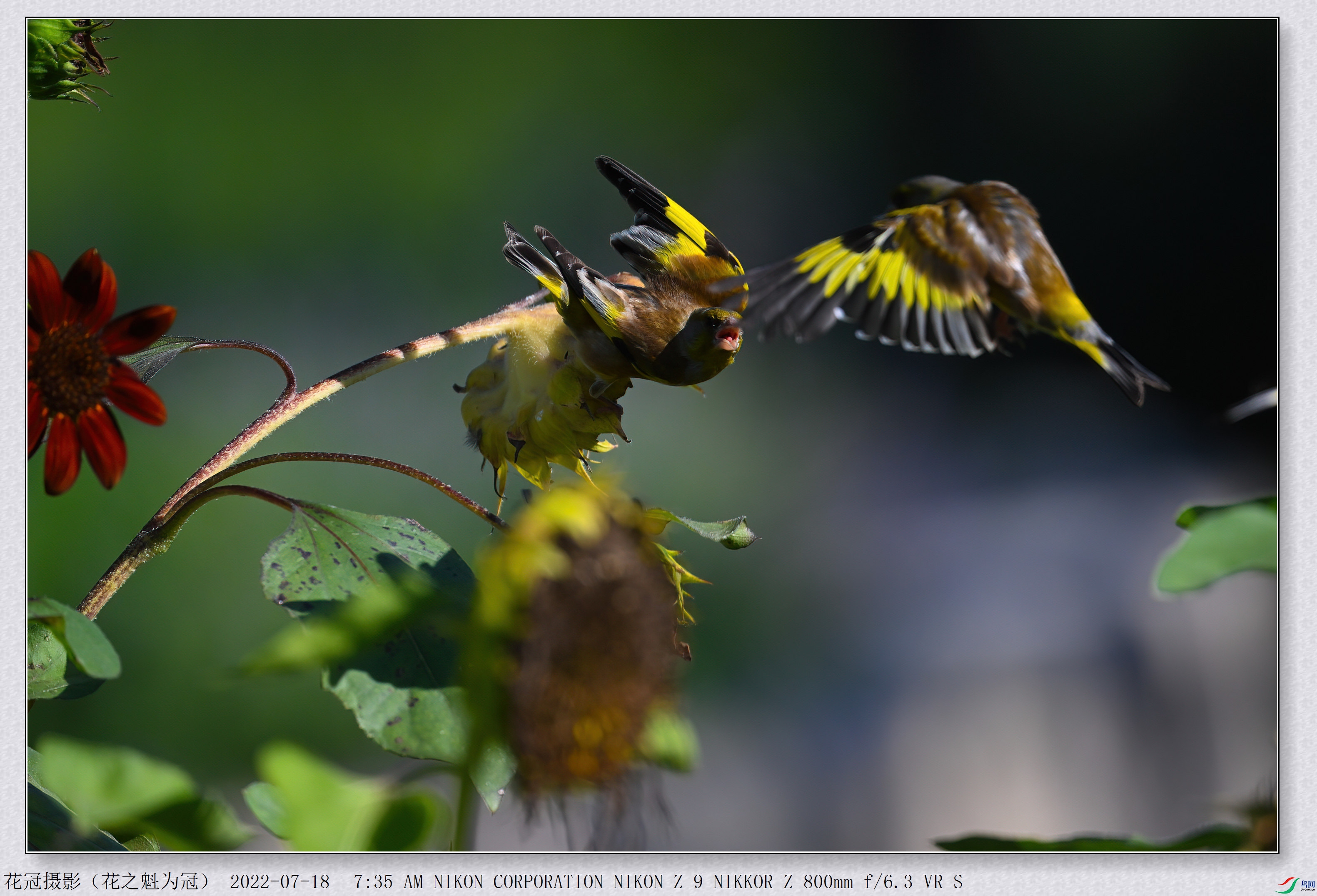 DSC_6689B-1-DeNoiseAI-low-light_����.jpg
