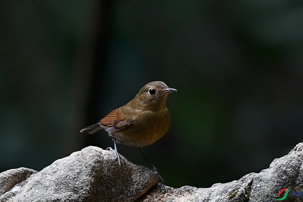 DSC_3533_DxOa.jpg