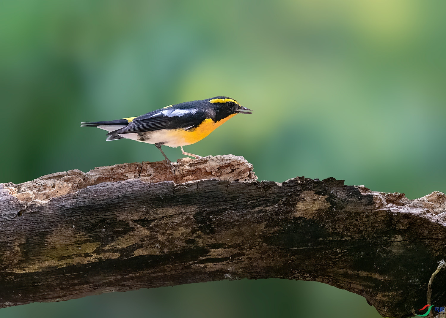 DSC_3602-2.jpg