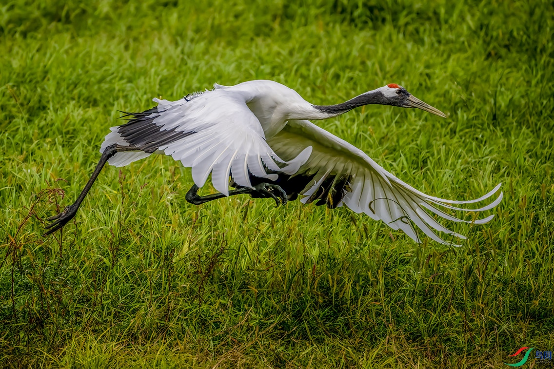 DSC_7936.jpg