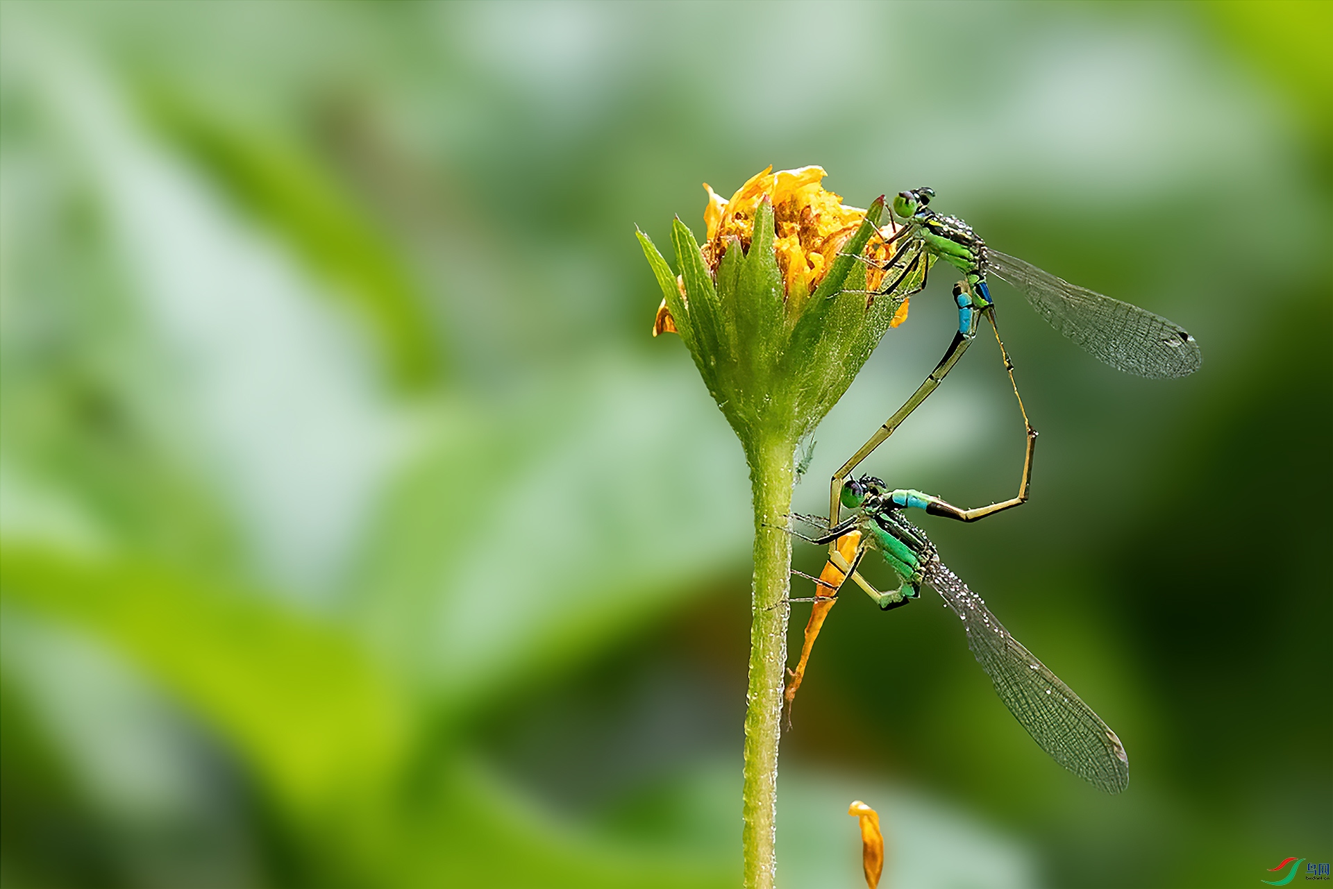 11BD0I7662-1-nw.jpg