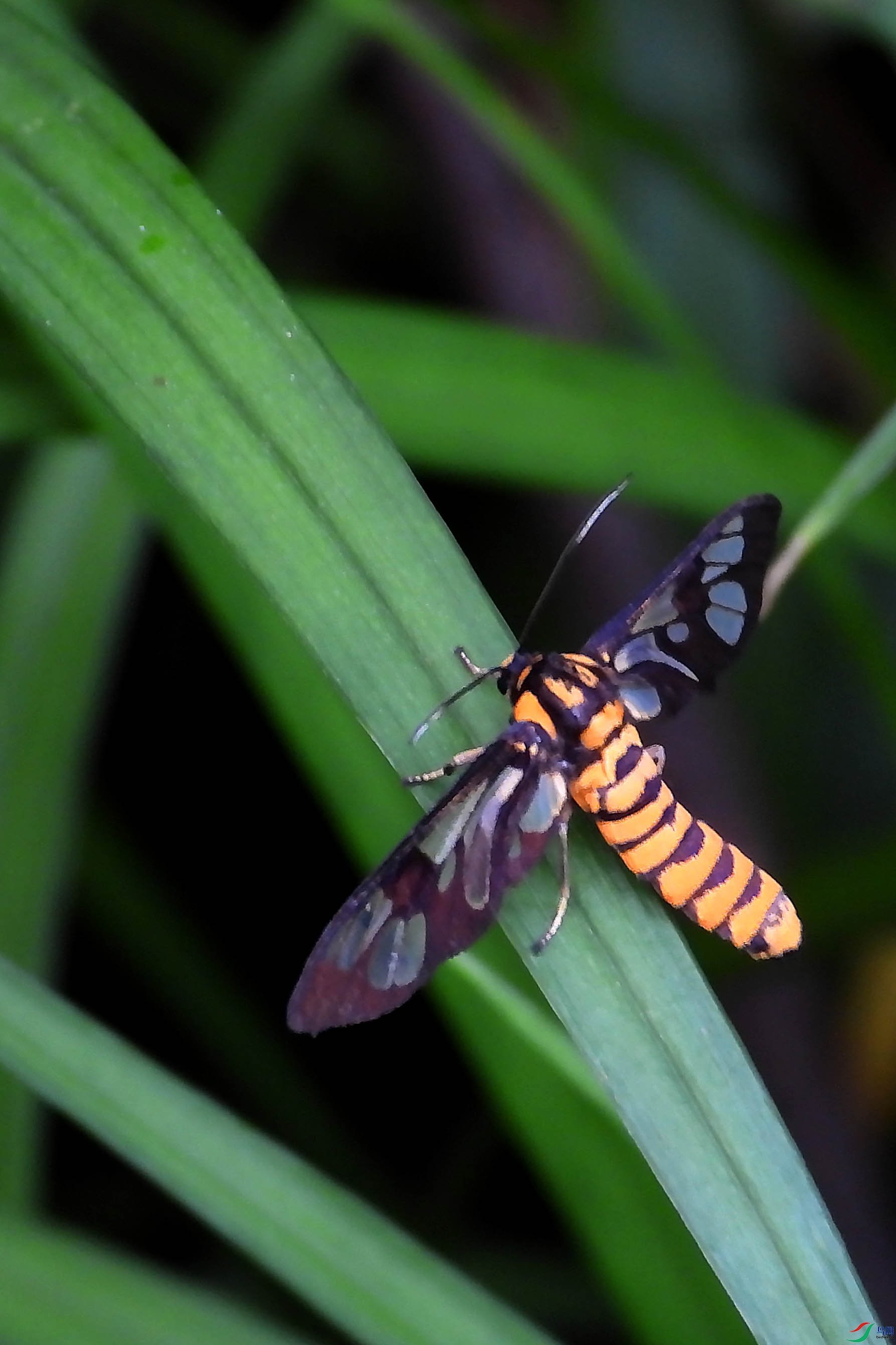 DSCN5131.jpg