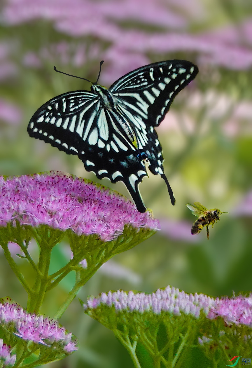 DSC04933 ����.jpg