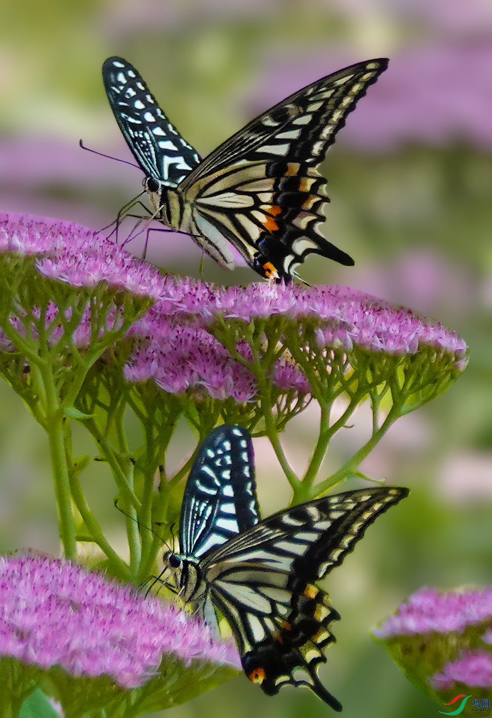 DSC05013 ����.jpg