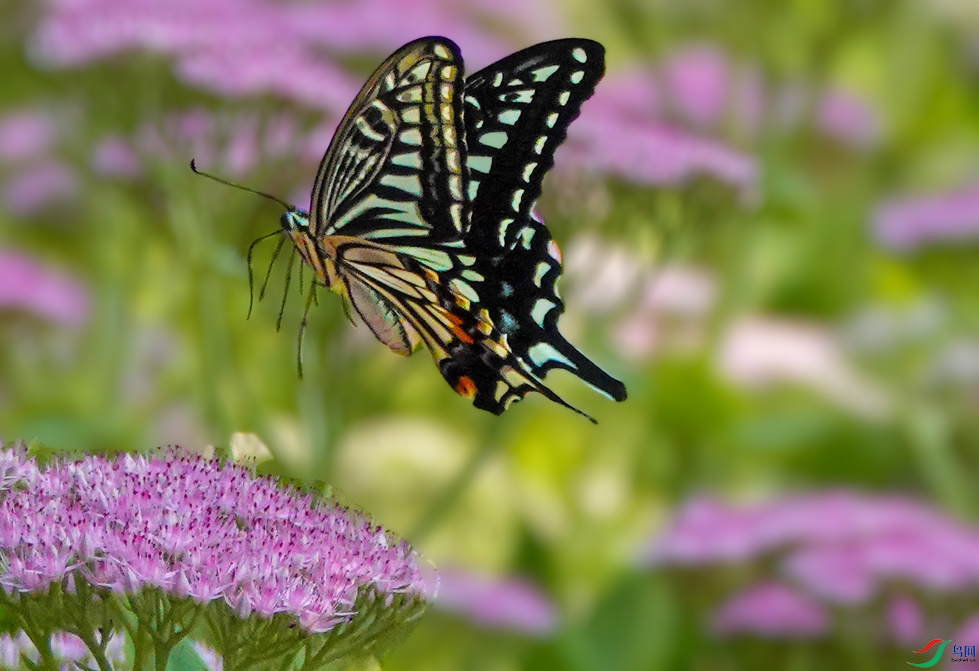 DSC04934 ����.jpg