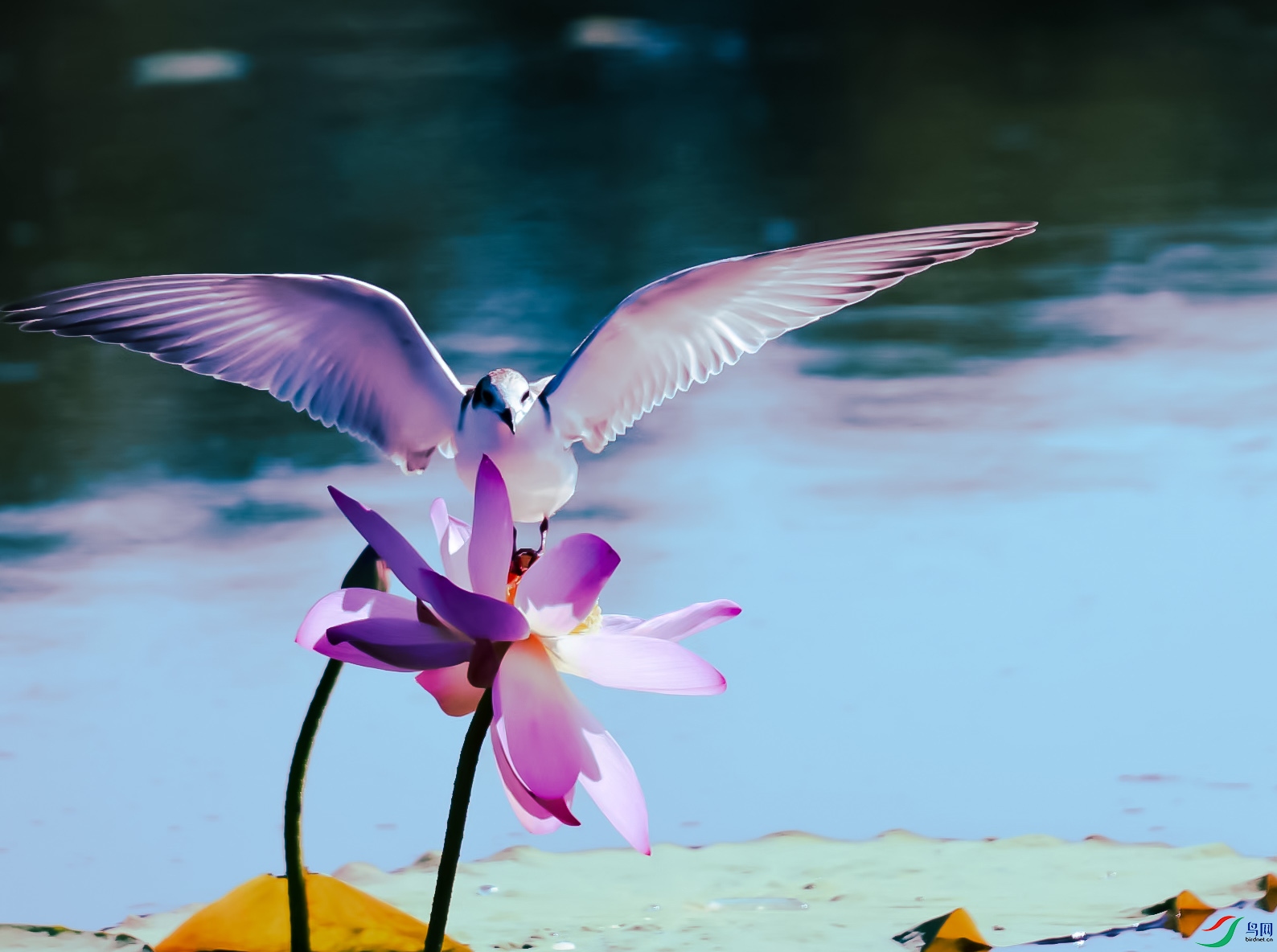 �׳ḡŸ�źɻ�