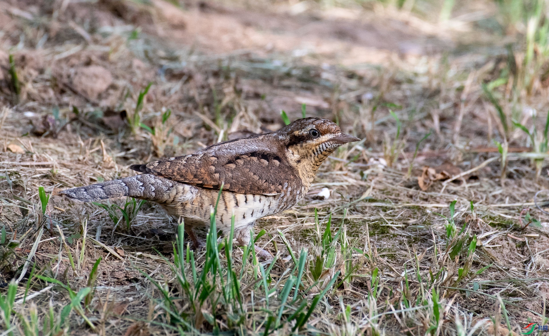 DSC_5361.jpg