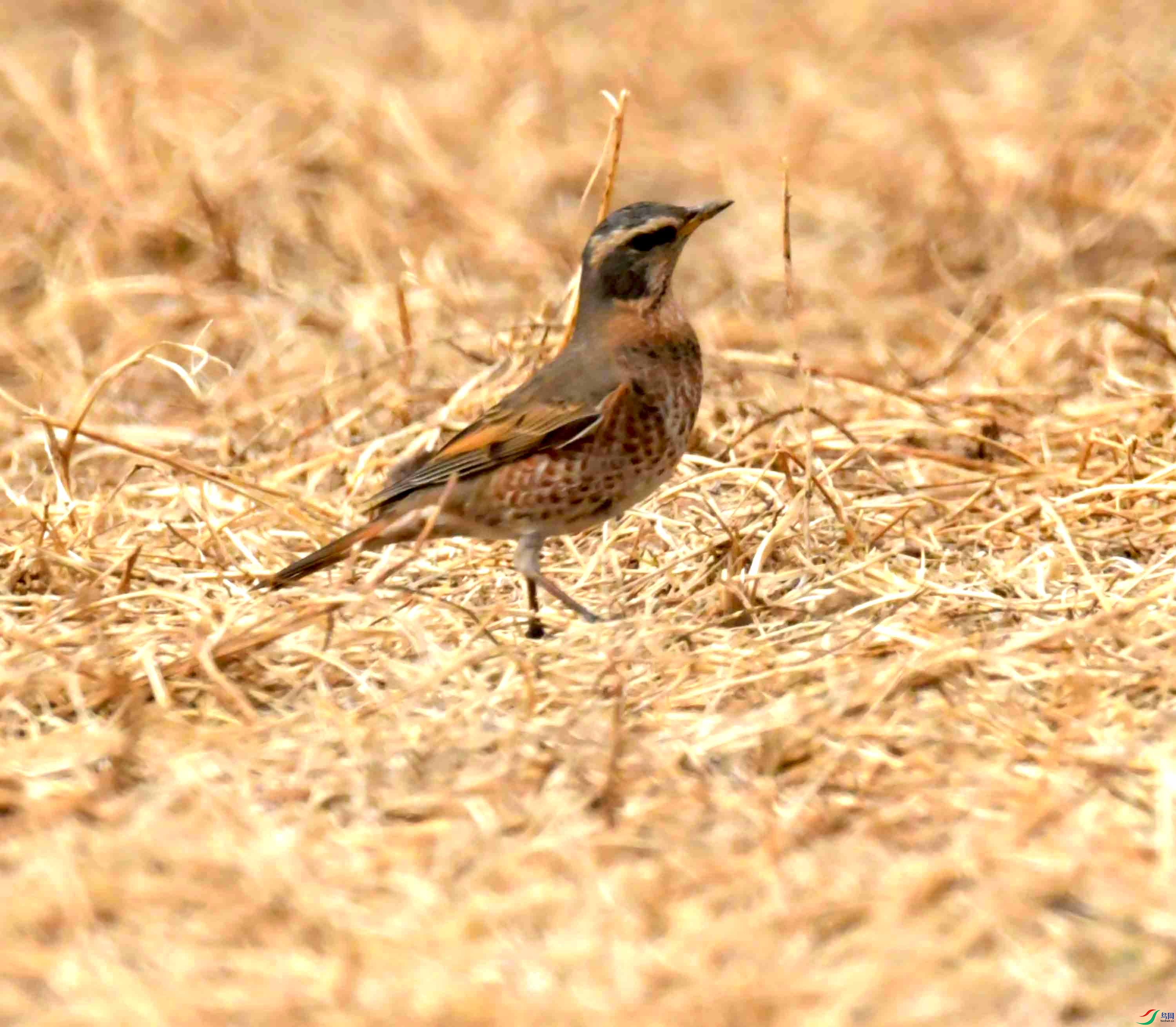 DSC_0902.JPG