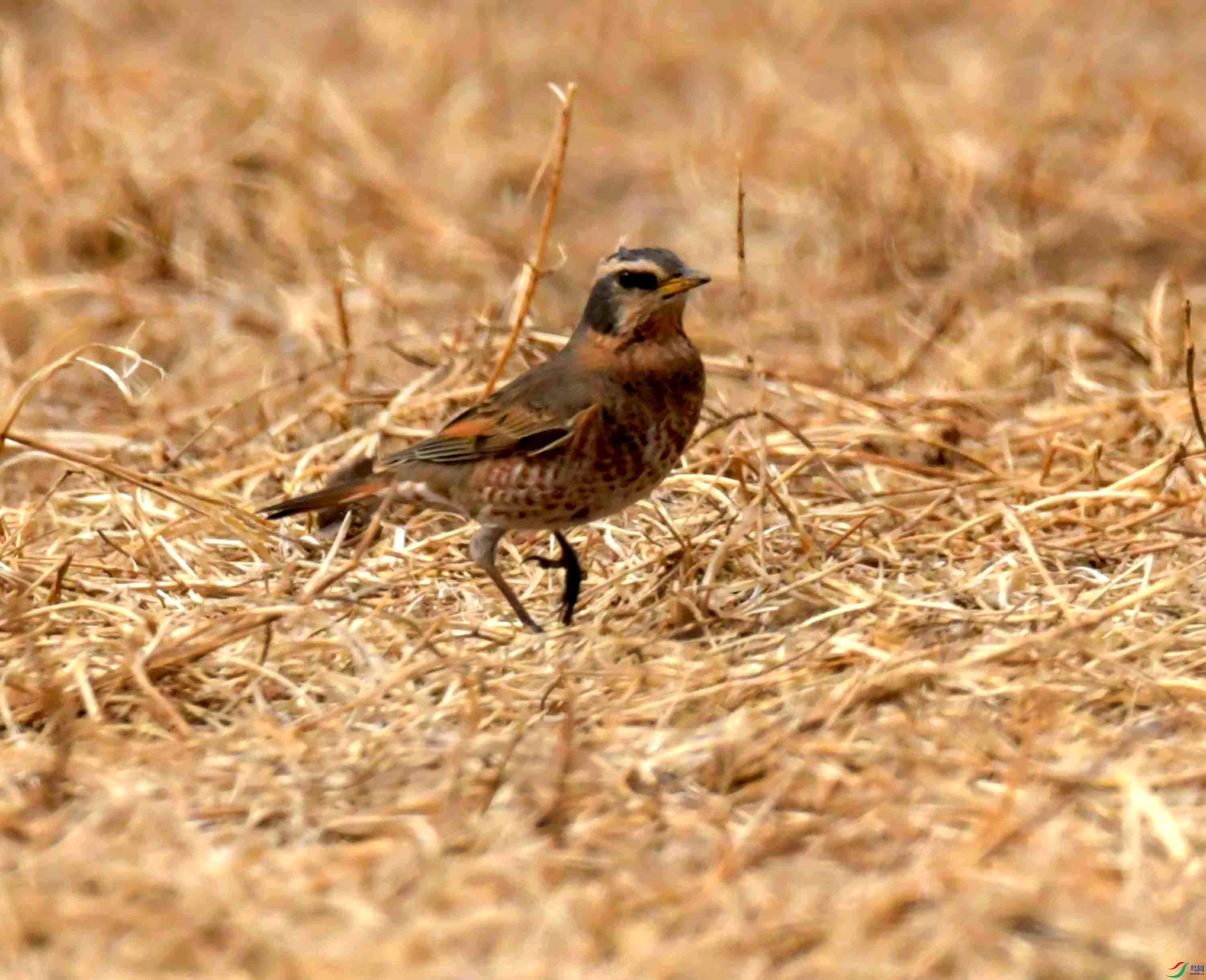 DSC_0903.JPG