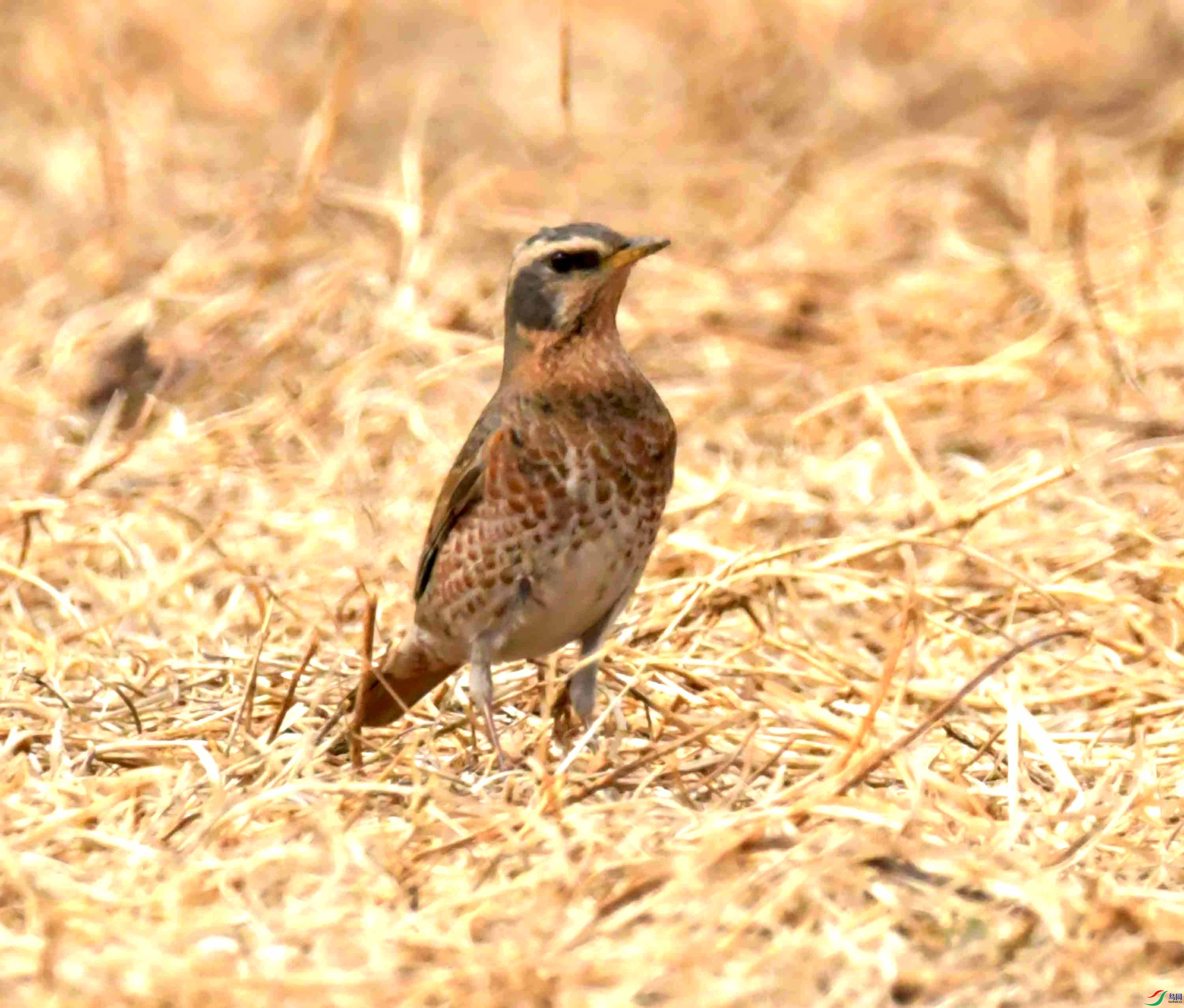 DSC_0904.JPG