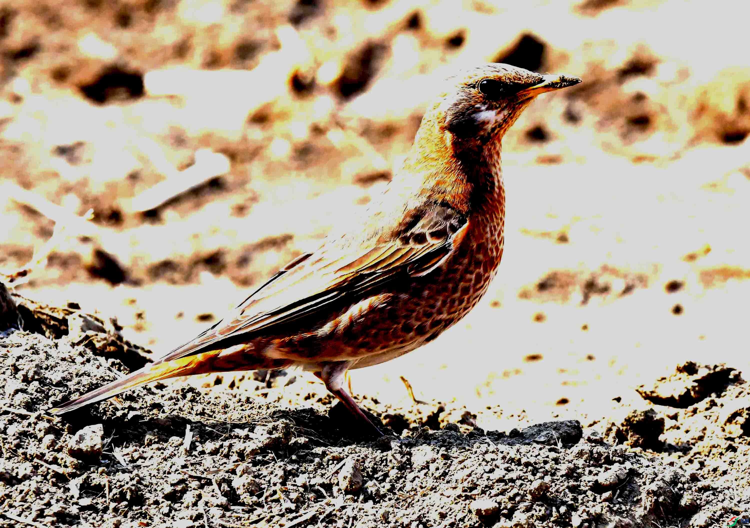 DSC_8077.JPG