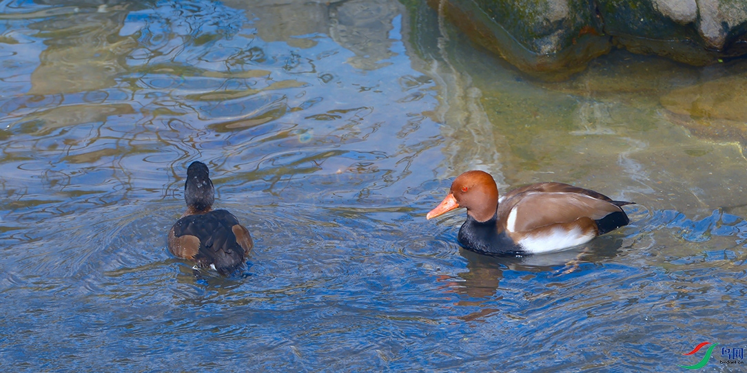 DSC_3300_DxOa.jpg