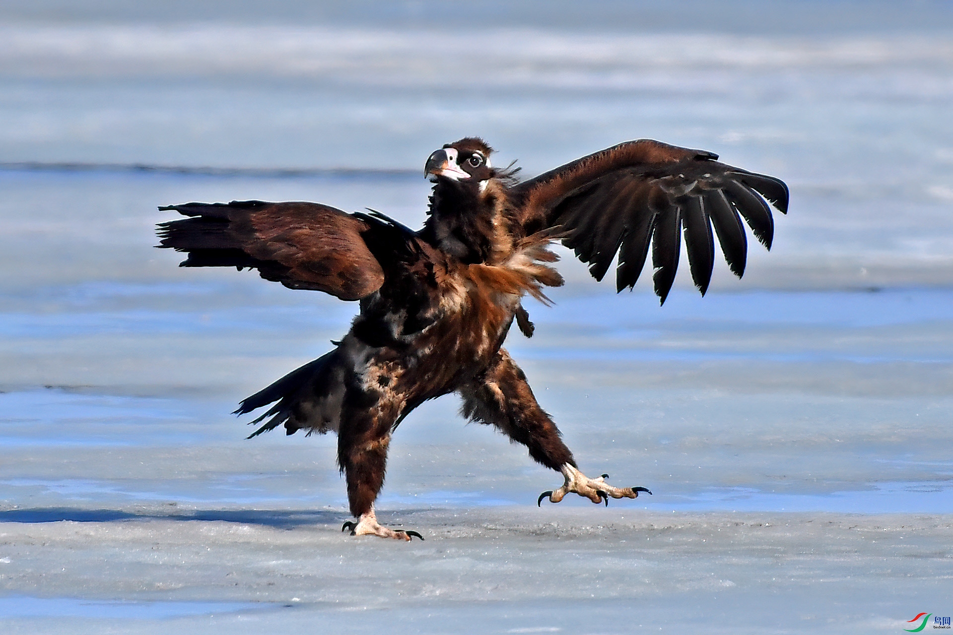 DSC_9880.jpg qqa.jpg