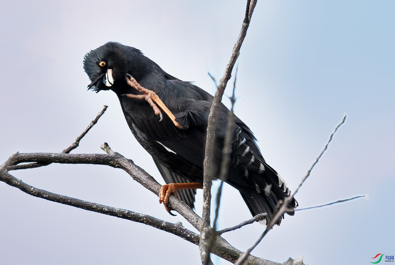 DSC_7668().jpg