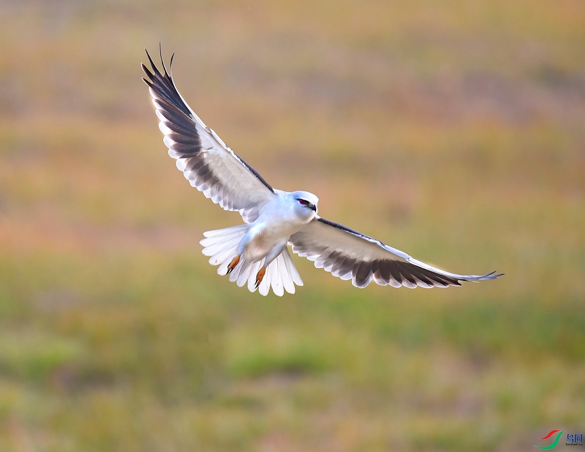 DSC_2066 - ���� (2).JPG