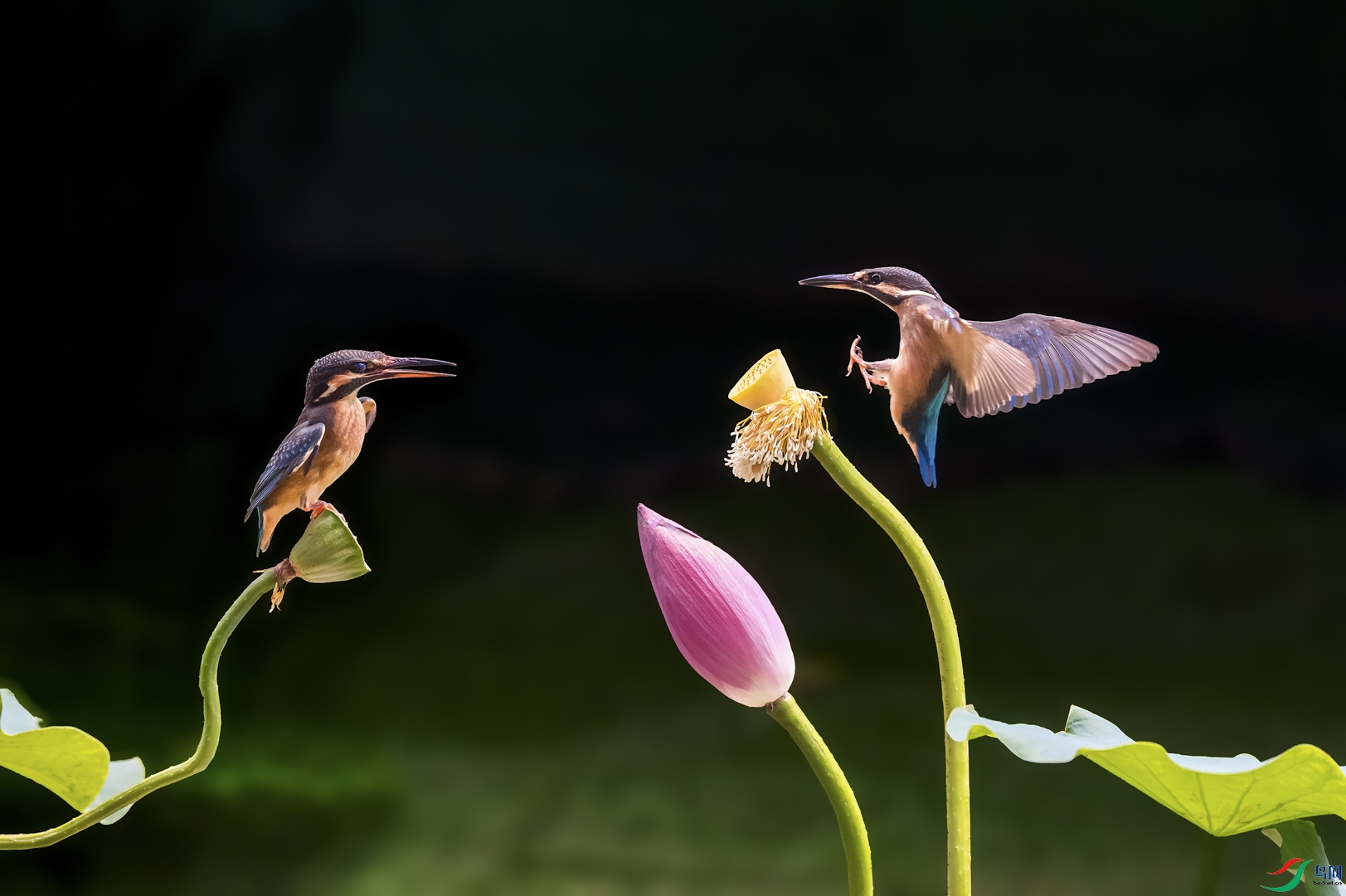 ��Ҳ����_DSC7448_1.JPG