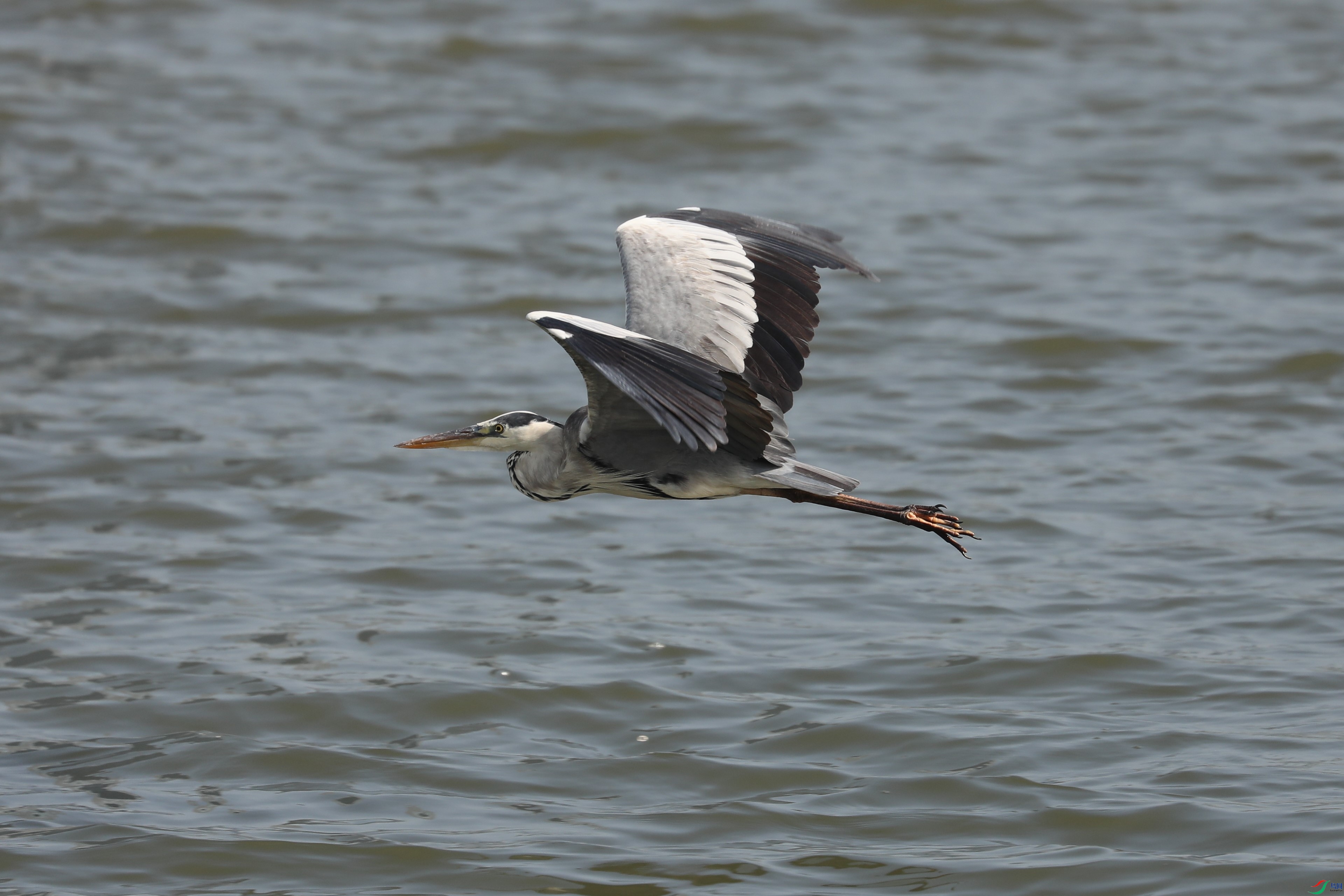 BL7A7942.JPG
