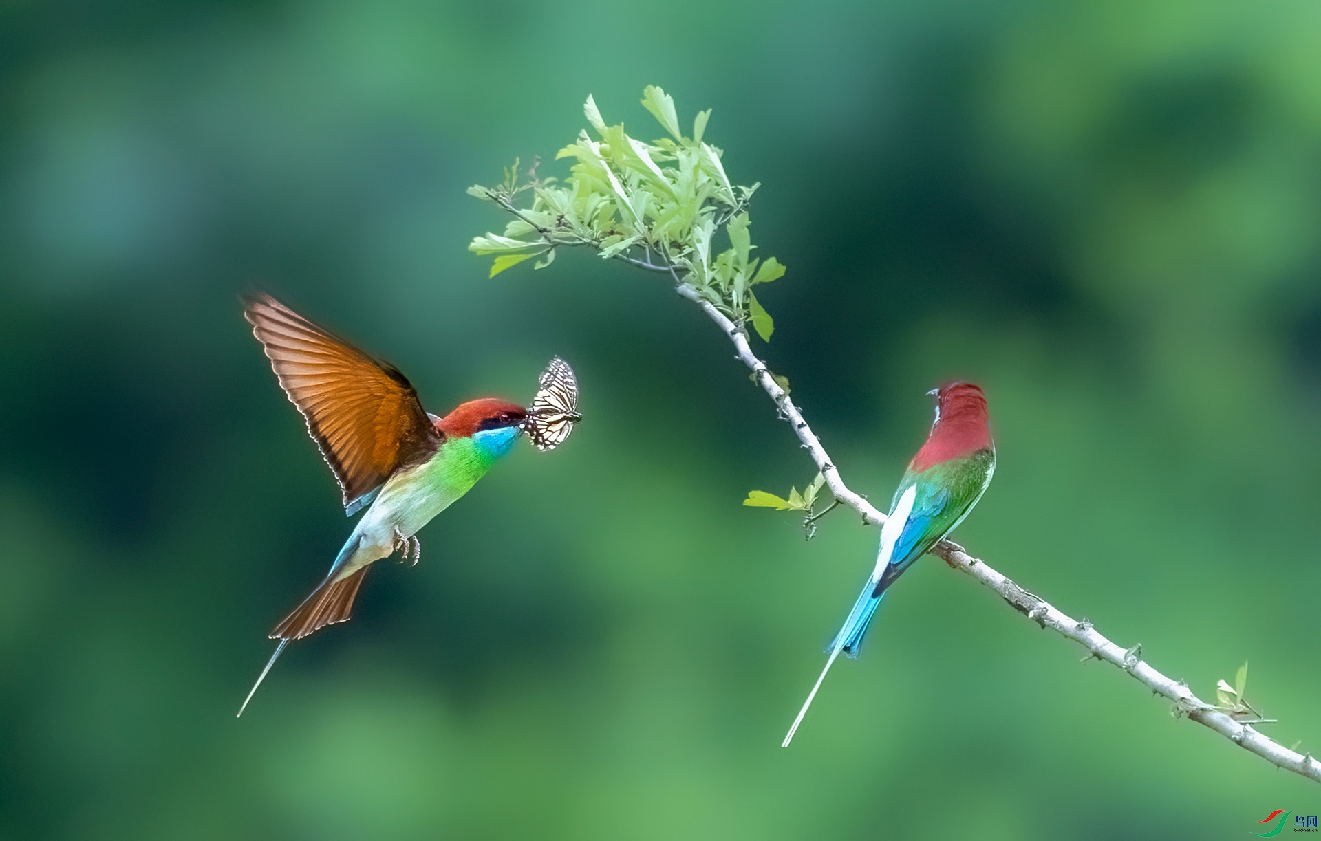 �����仢׼��ιʳ