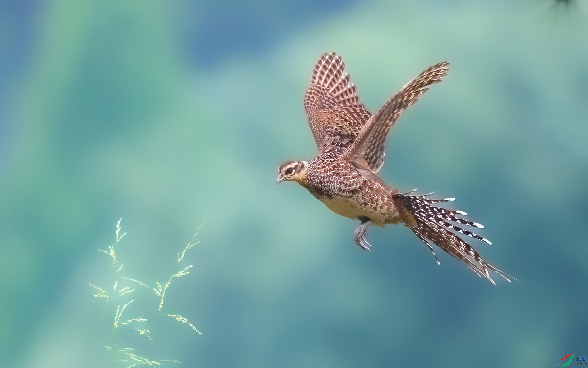 �׹ڳ�β��ĸ